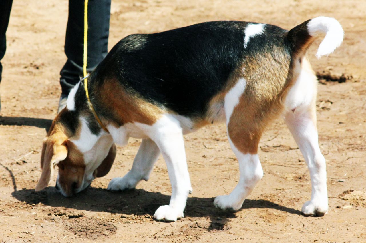 Beagle Stock Free