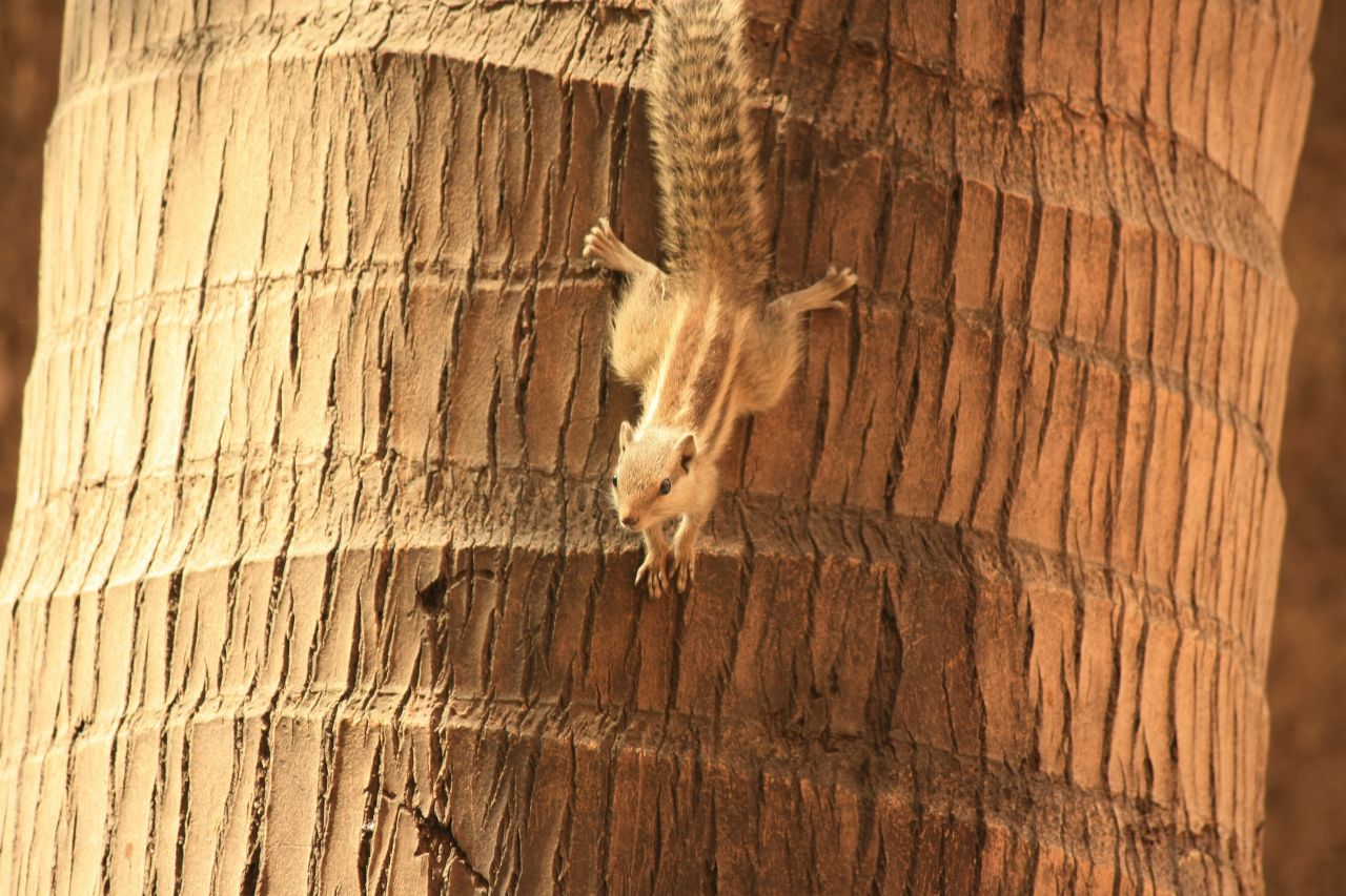 Squirrel Coconut Tree Cute Stock Free