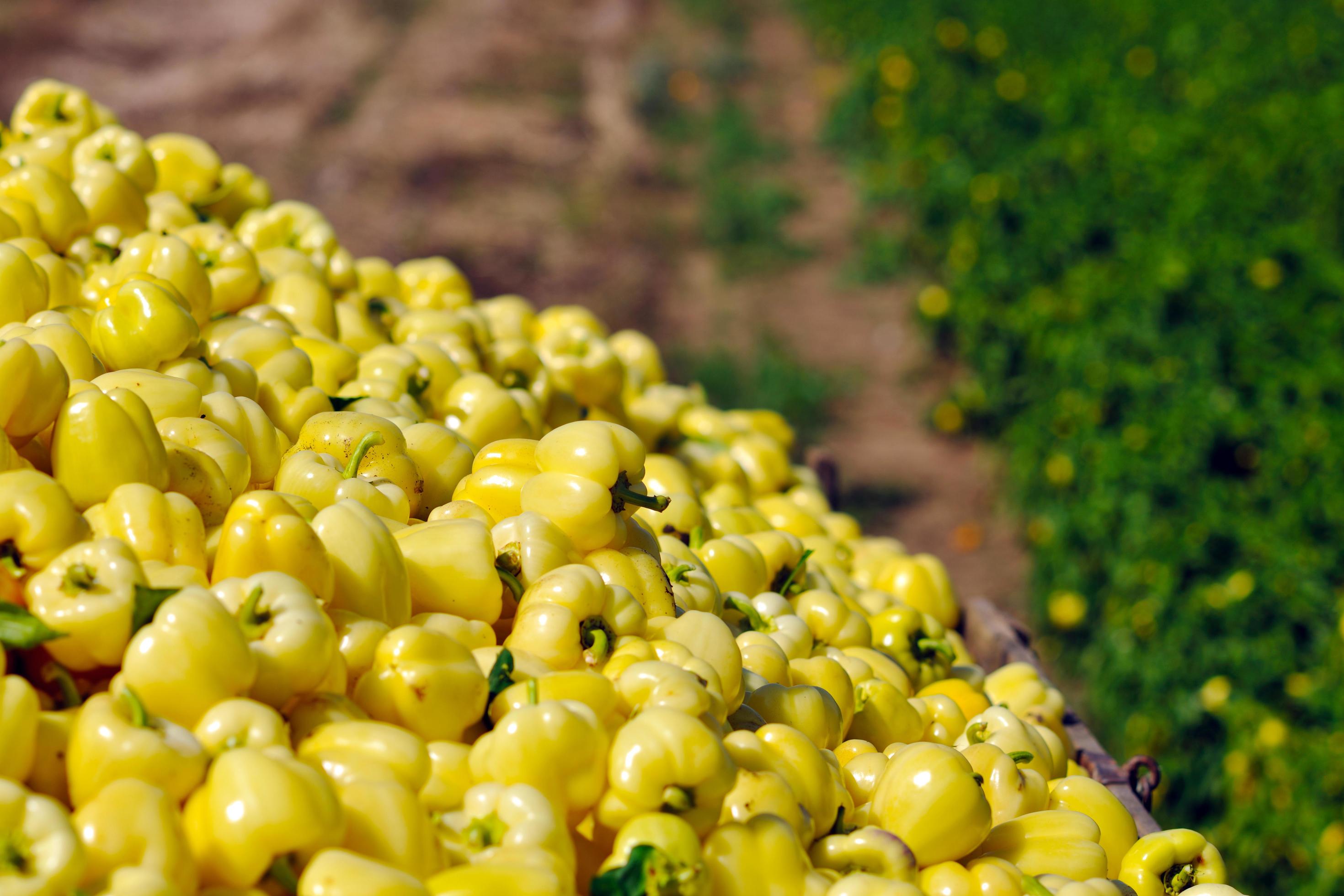 fresh organic food peppers Stock Free