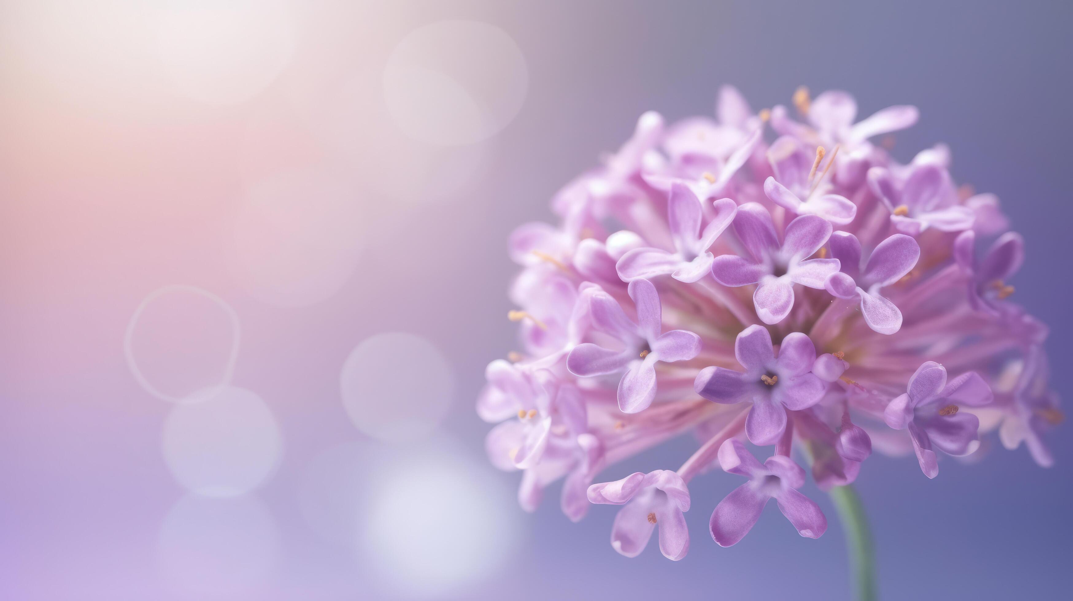 Lilac flower bokeh background. Illustration Stock Free