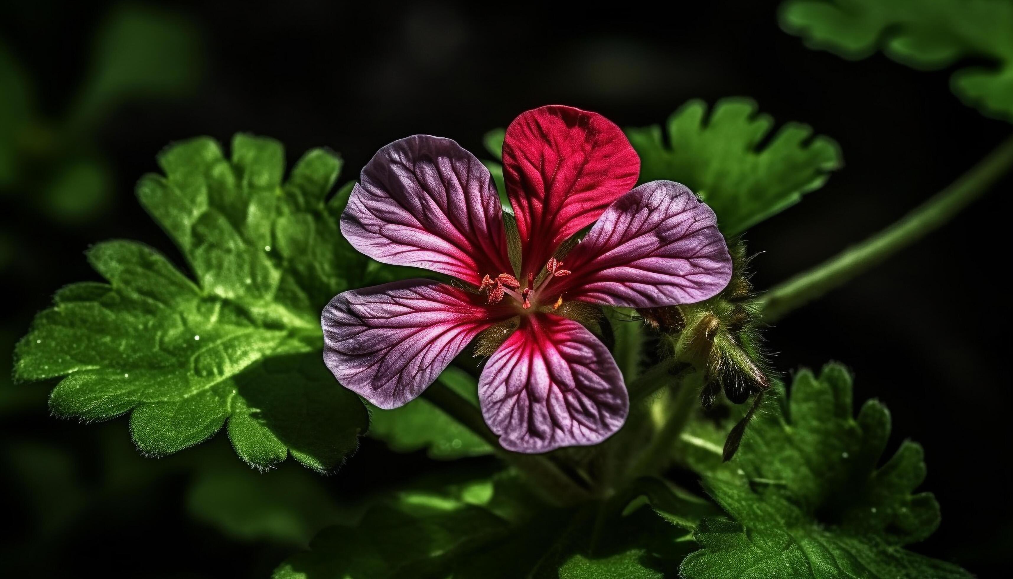 Fresh purple hibiscus blossom, a single flower in tropical climate generated by AI Stock Free