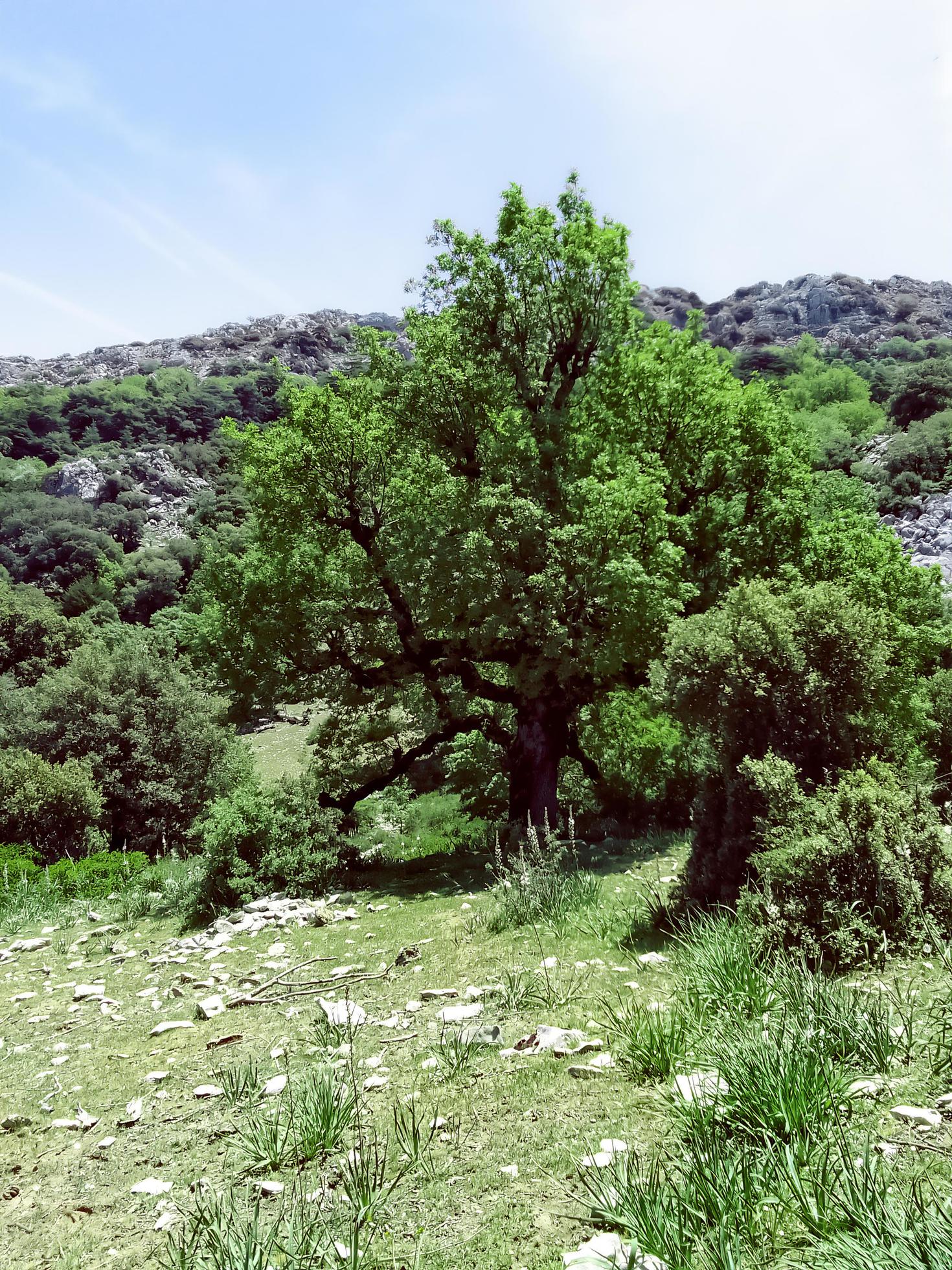 Reawaken in the splendor of spring on a journey to the summit of a mountain exploring the heart of nature magnificent and serene landscapes Stock Free