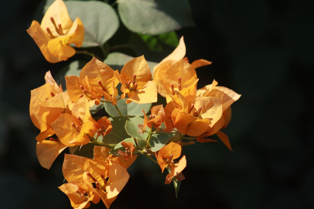 Beautiful Yellow Flower Leaves Stock Free