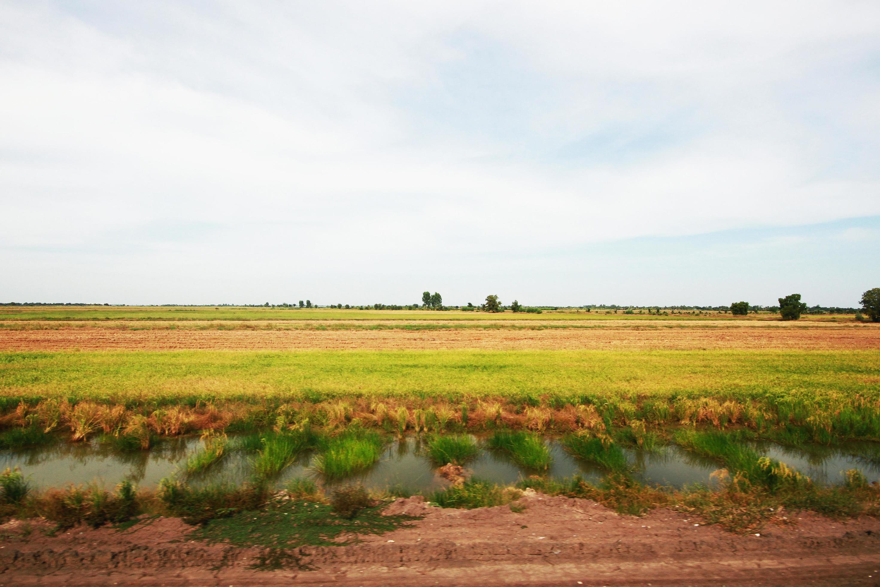 Beautiful Landscape of Fresh green rice fields and plantations near canal in Thailand Stock Free