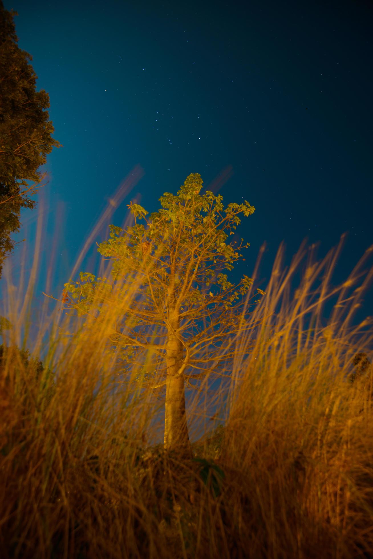 The star rises over the trees on a foreground Stock Free