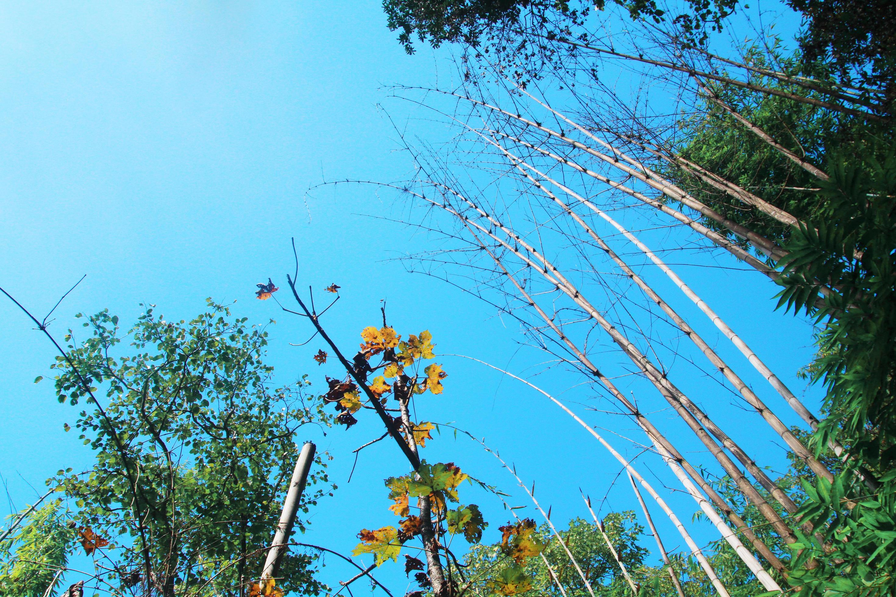 Dry Bamboo trees against blue sky in forest on the mountain Stock Free