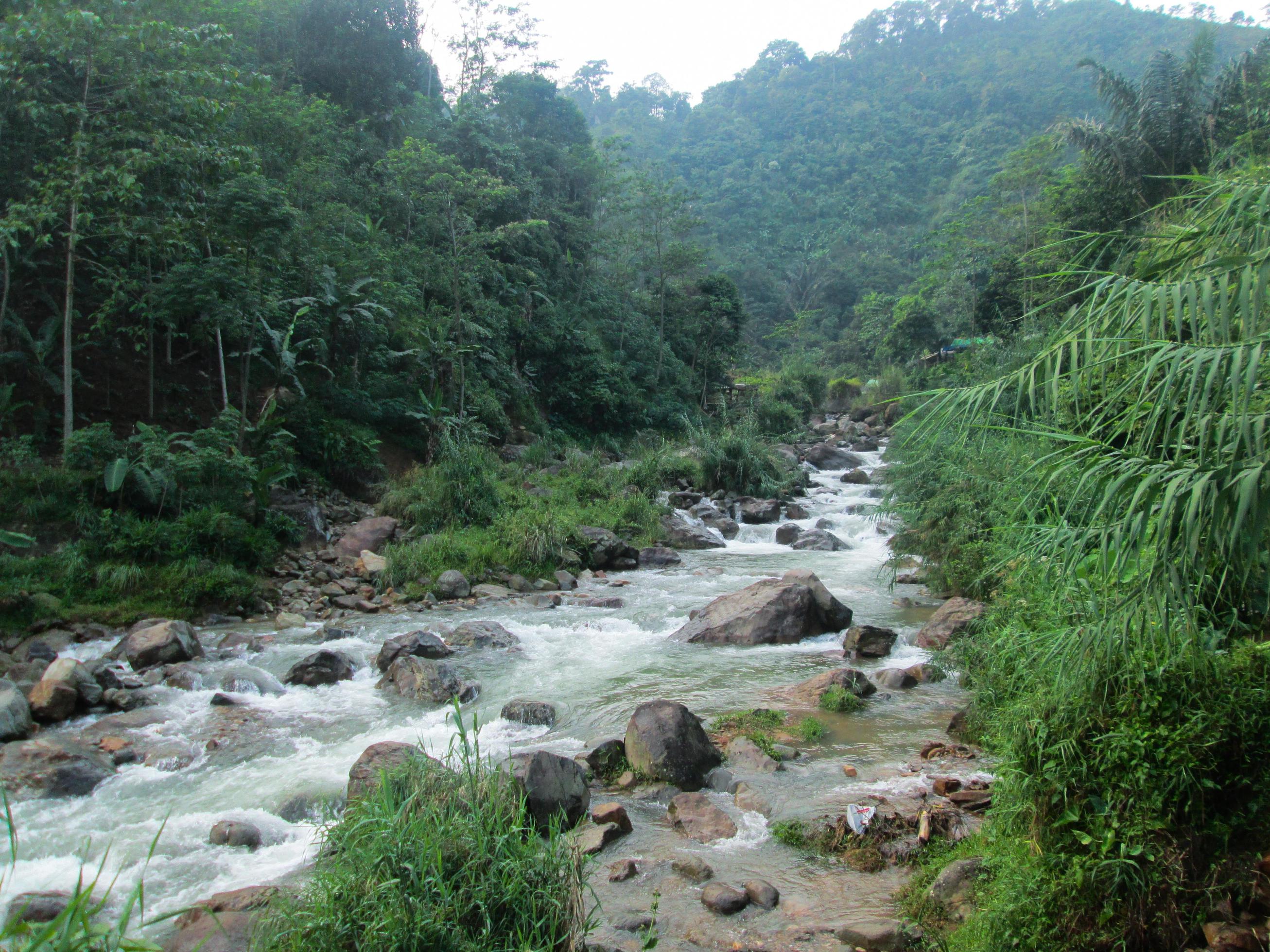 View of the river in the forest Stock Free