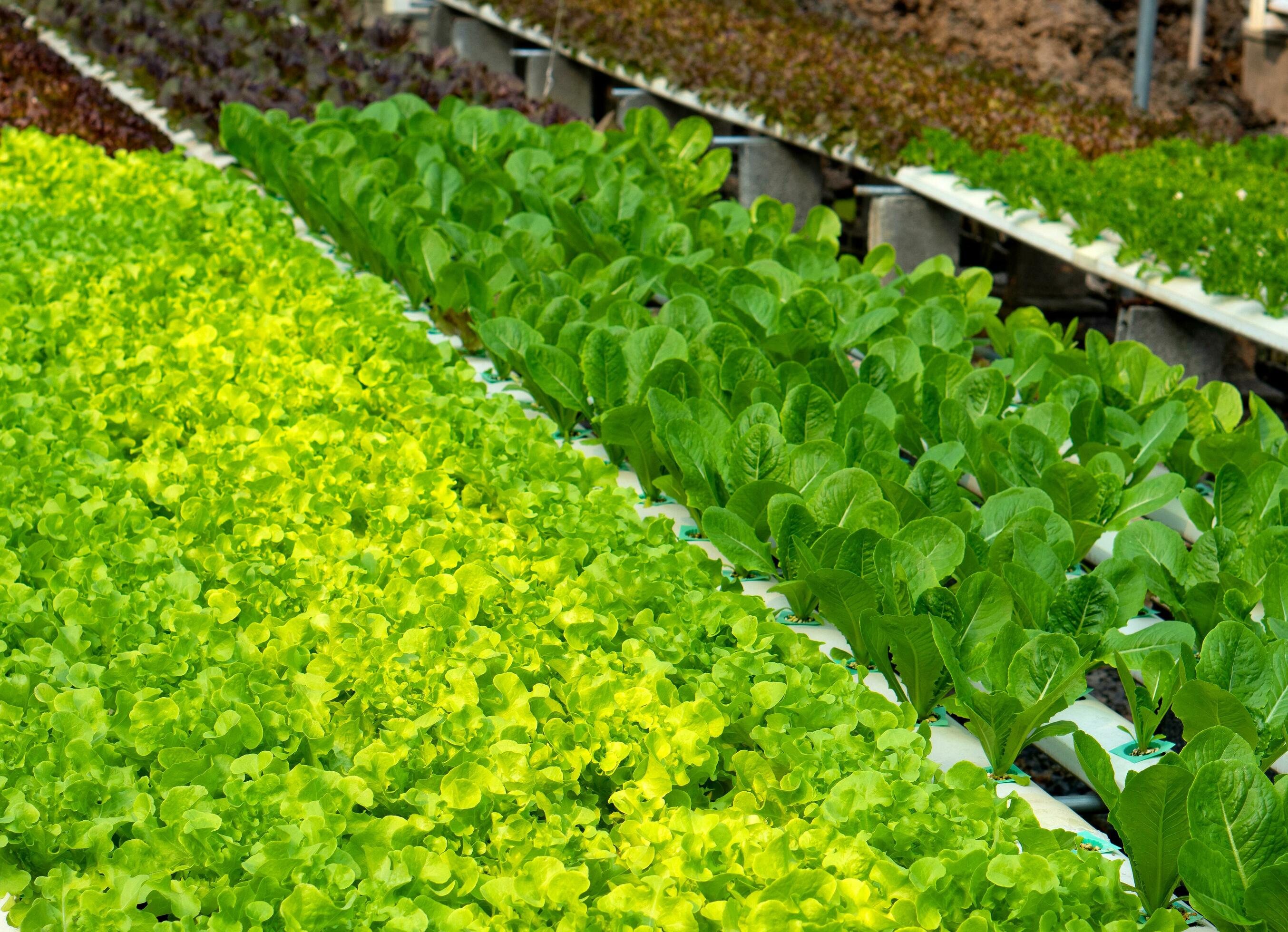 lettuce cultivated plant of the daisy family Stock Free