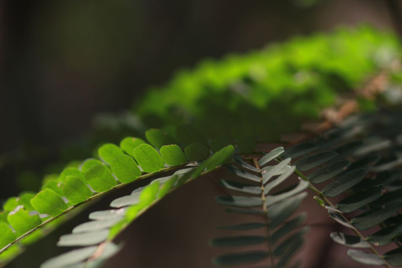 Weed Fern Closeup Stock Free