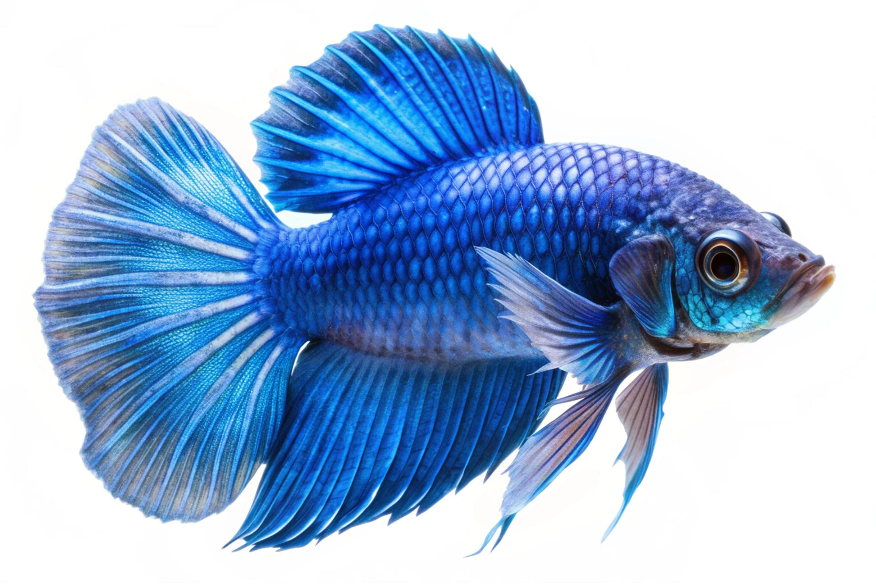 Blue ornamental fish isolated on white background Stock Free