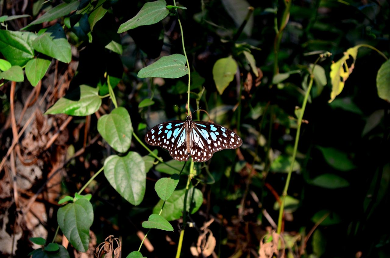 Butterfly Blue Tiger Stock Free