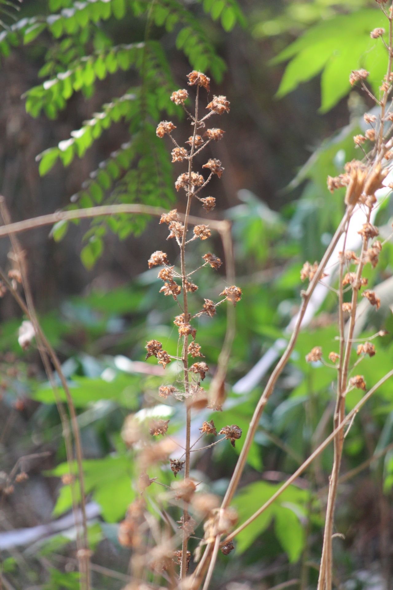 Wild Plant Closeup Stock Free