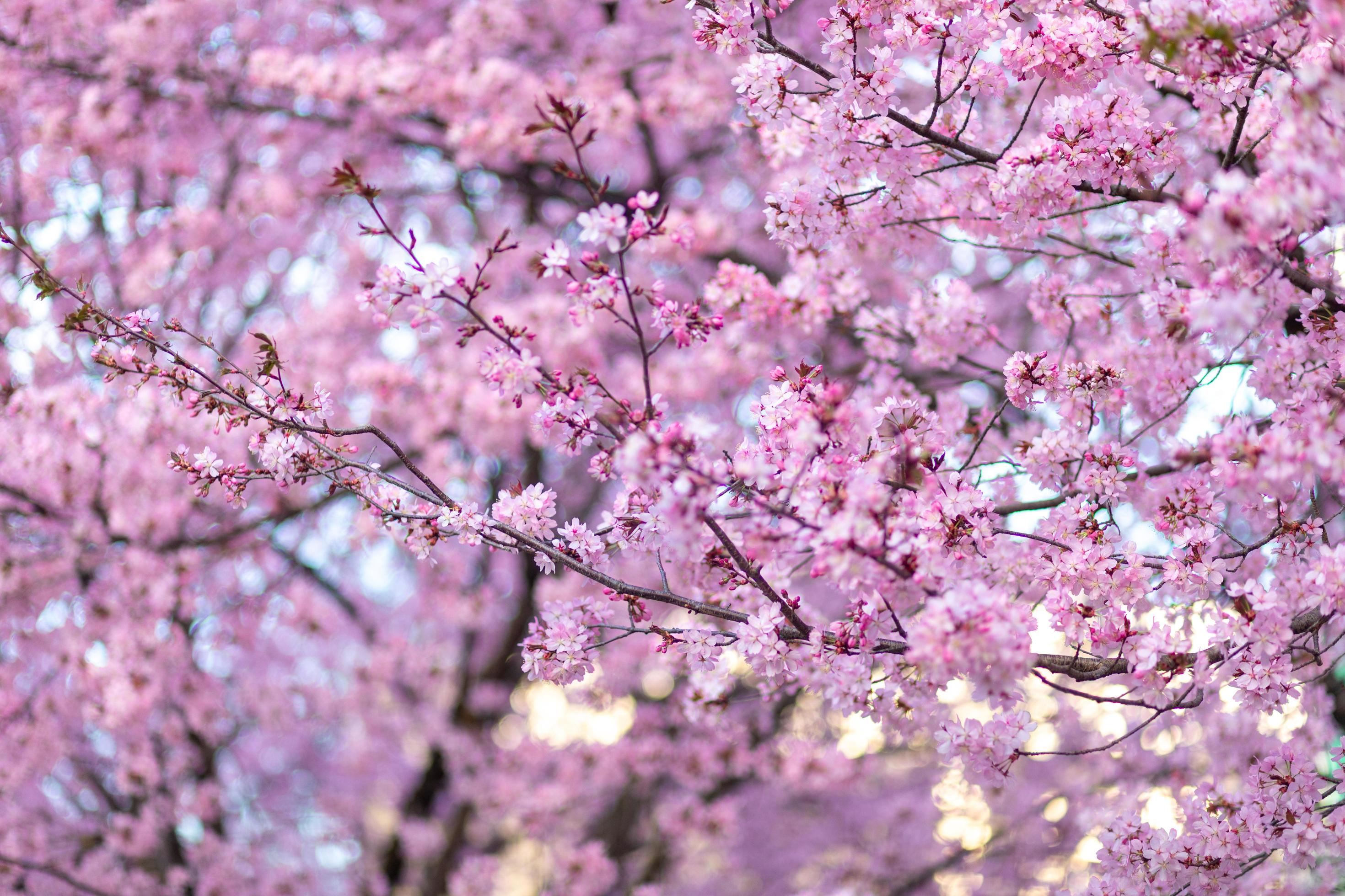 Cherry Blossom – Clourfull image of the cherry blossom flowers on the tree Stock Free