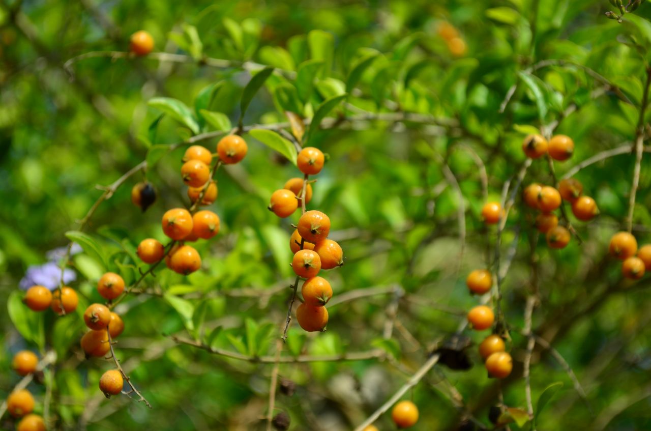 Orange Fruit Plant Stock Free