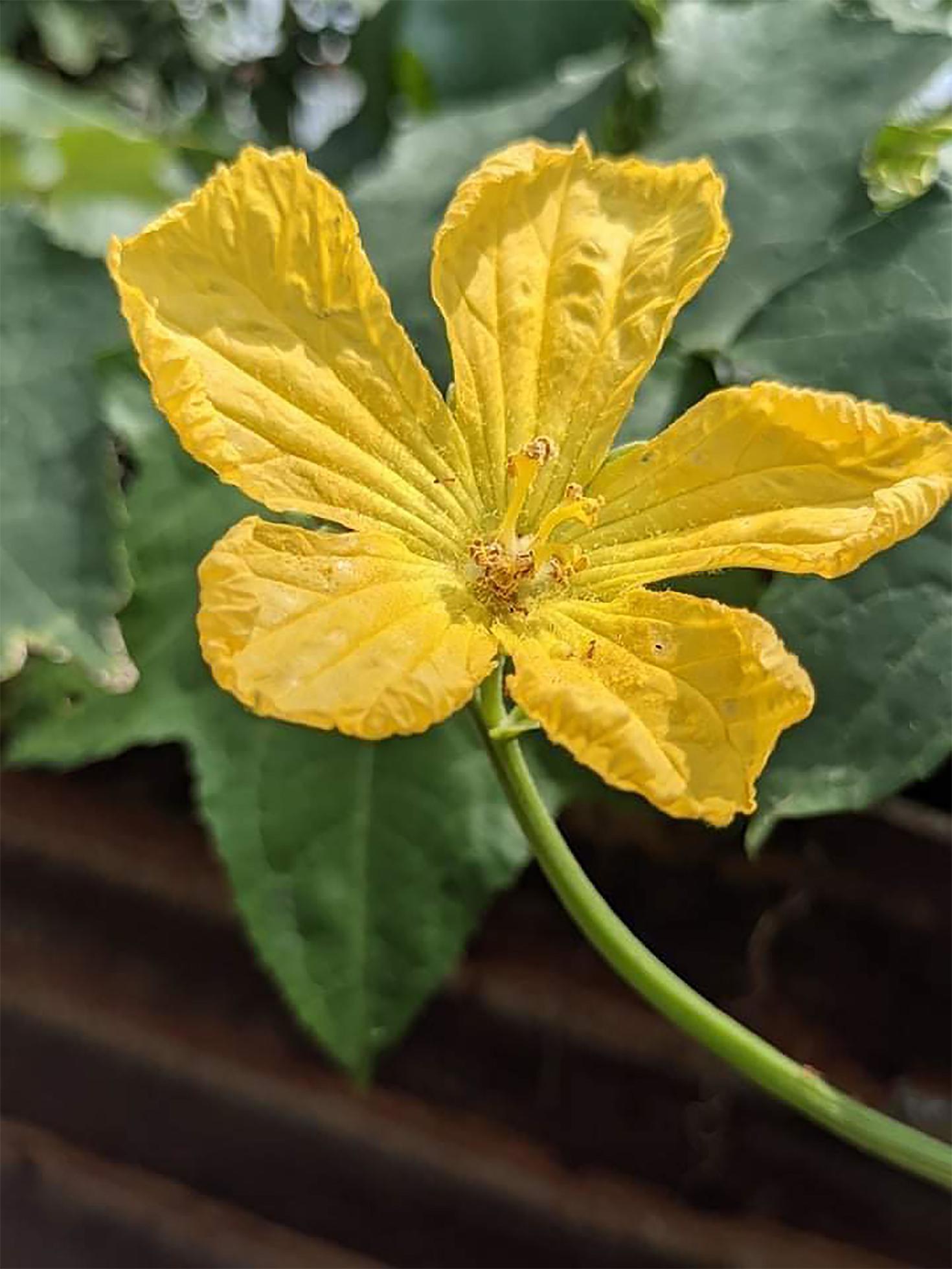 Pumpkin flower photo very beautiful Stock Free