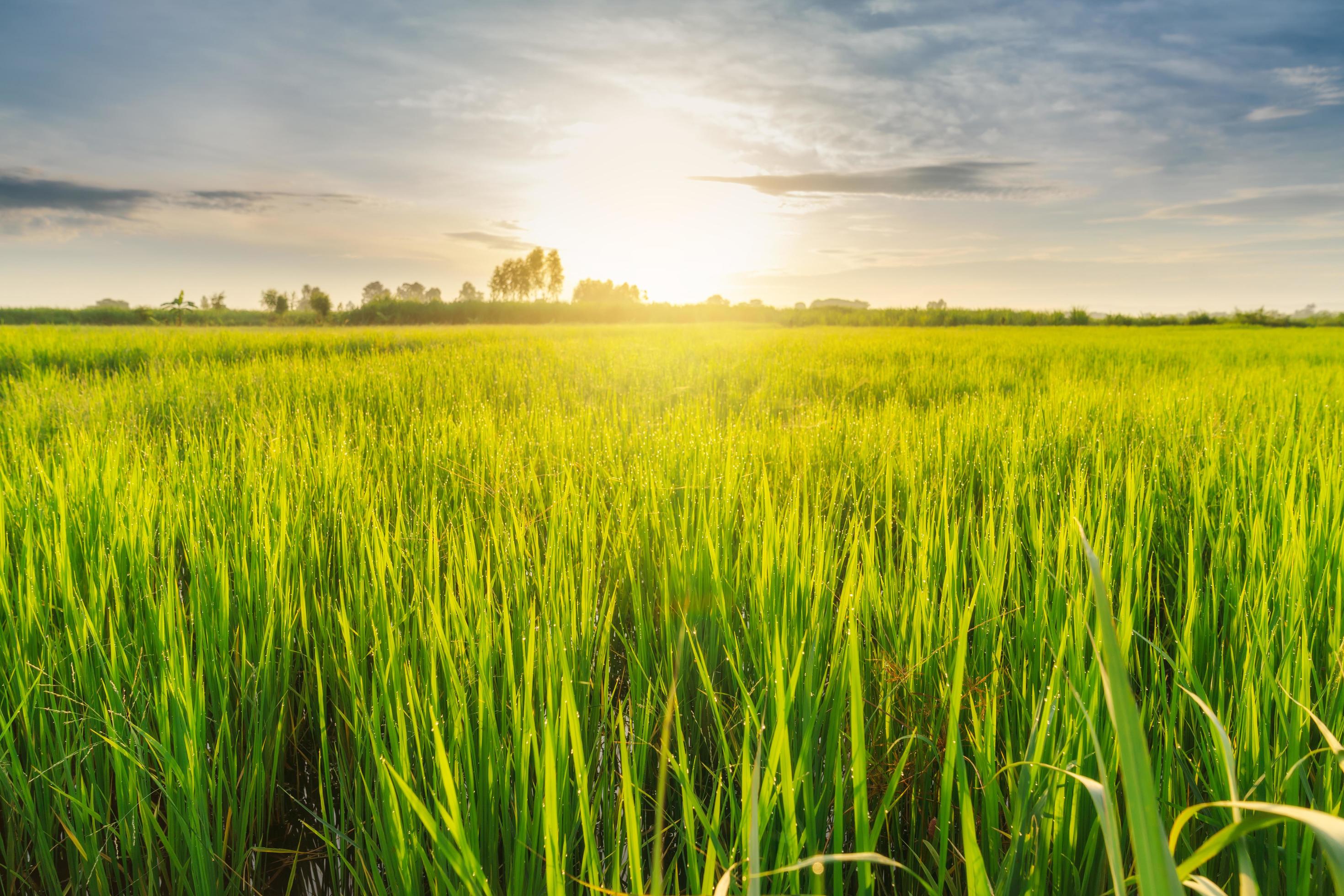 Beautiful sunrise in rice field Stock Free