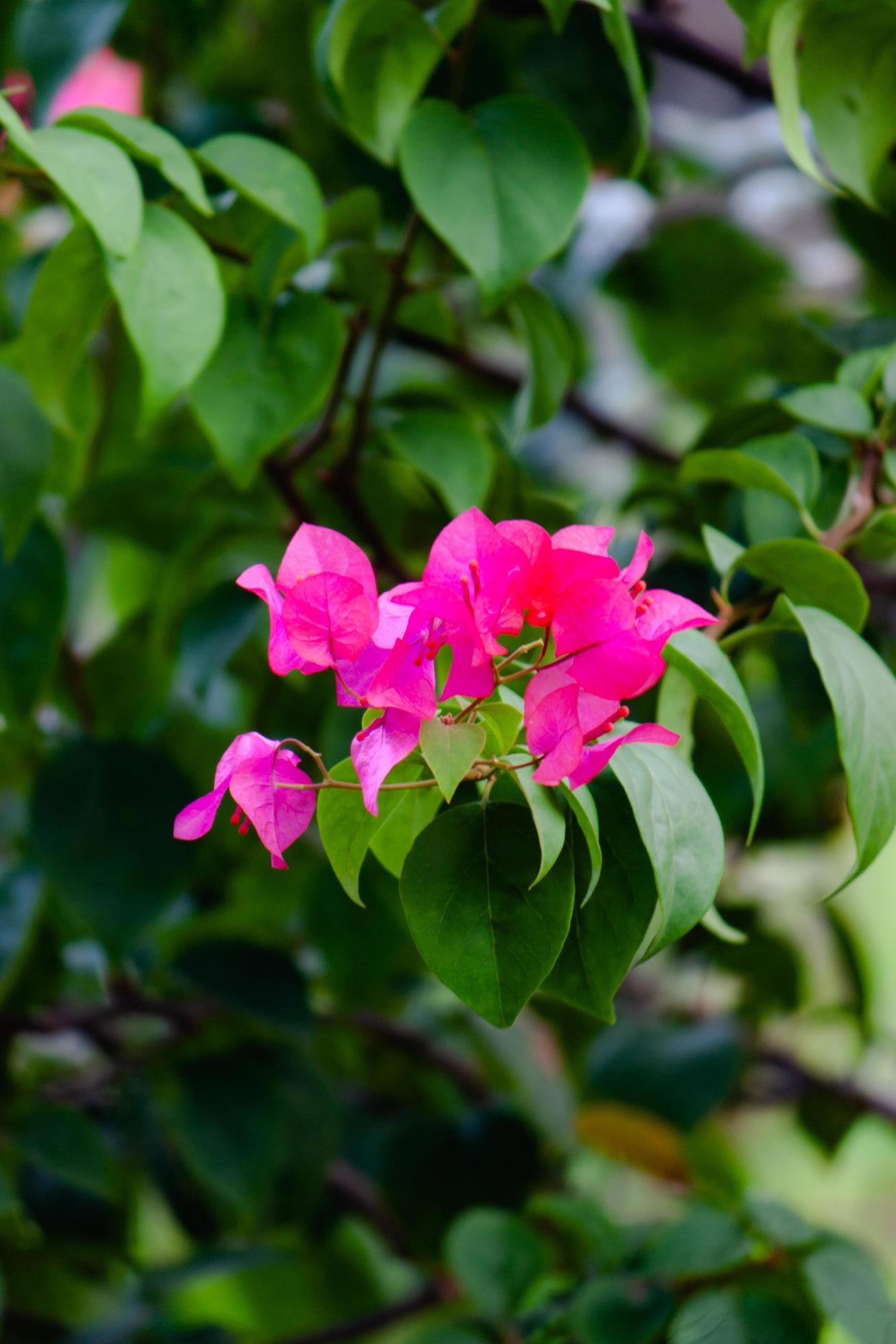 bugambilia flower in the garden Stock Free