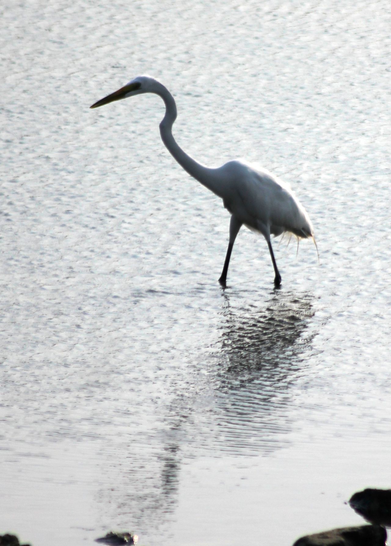 Stork White Bird Stock Free