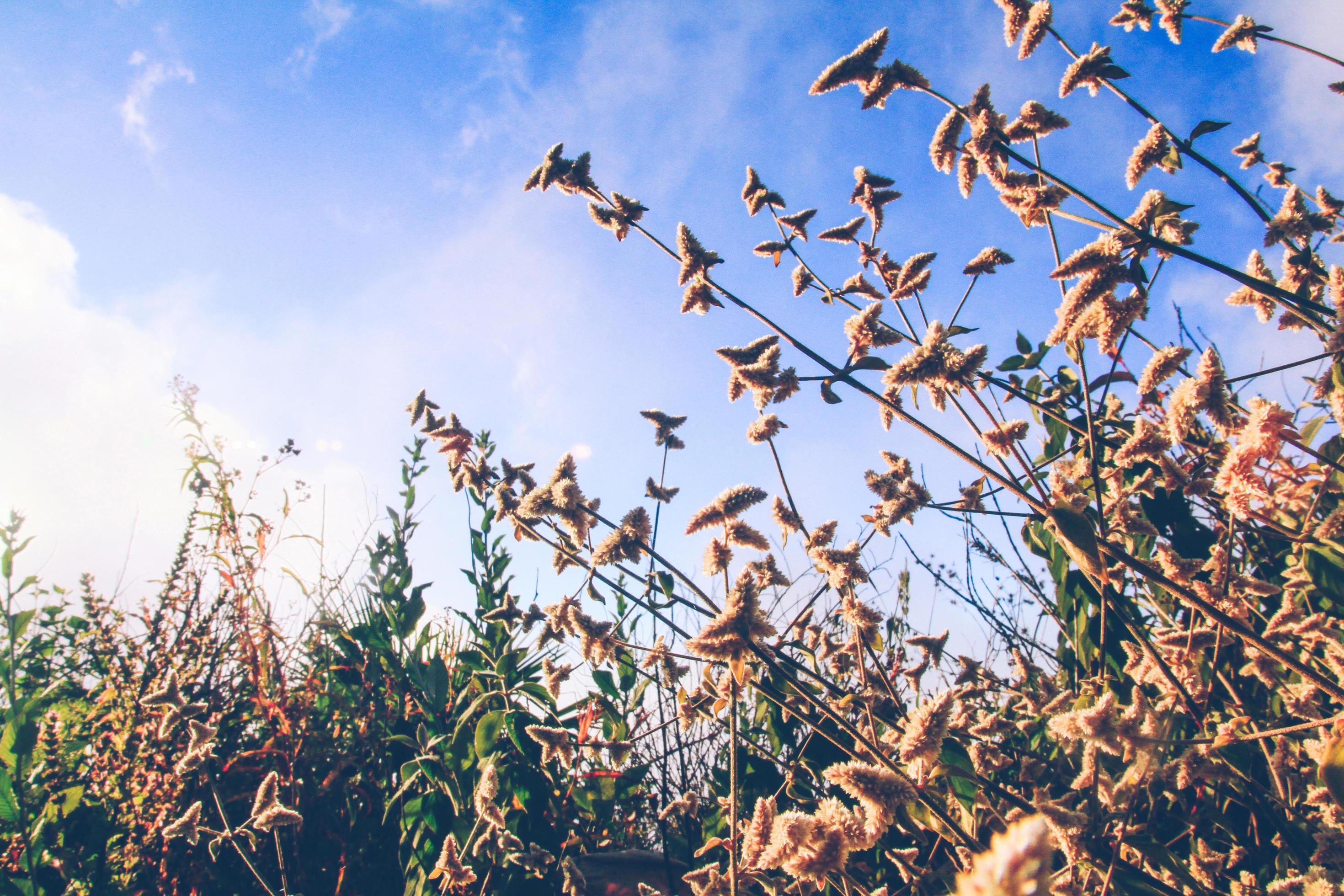 Beautiful golden light with wild grass flowers in sunset blossom with blue sky in forest. Stock Free