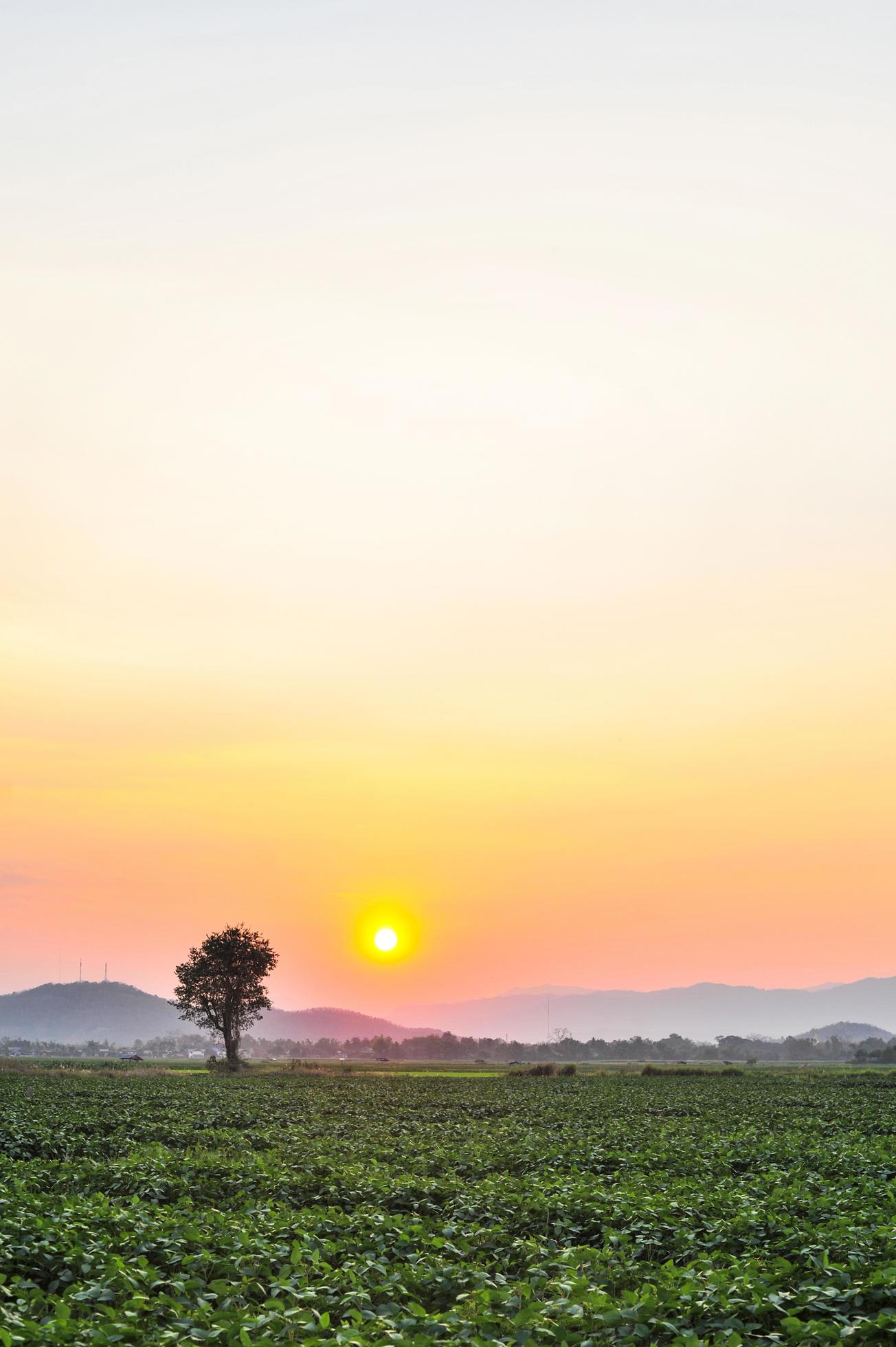 Sunset at the garden natural background Stock Free