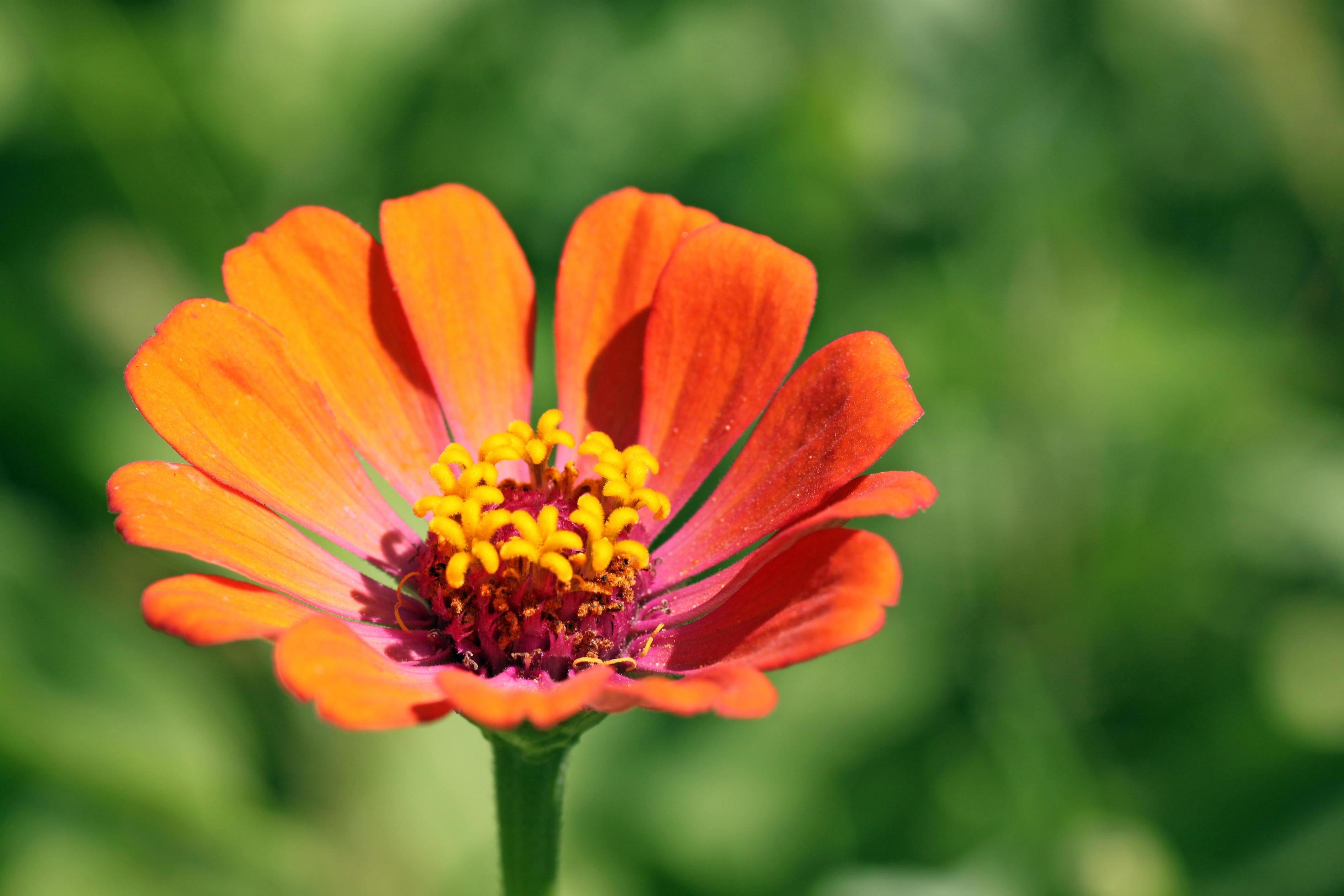 zinnia flower in a garden Stock Free