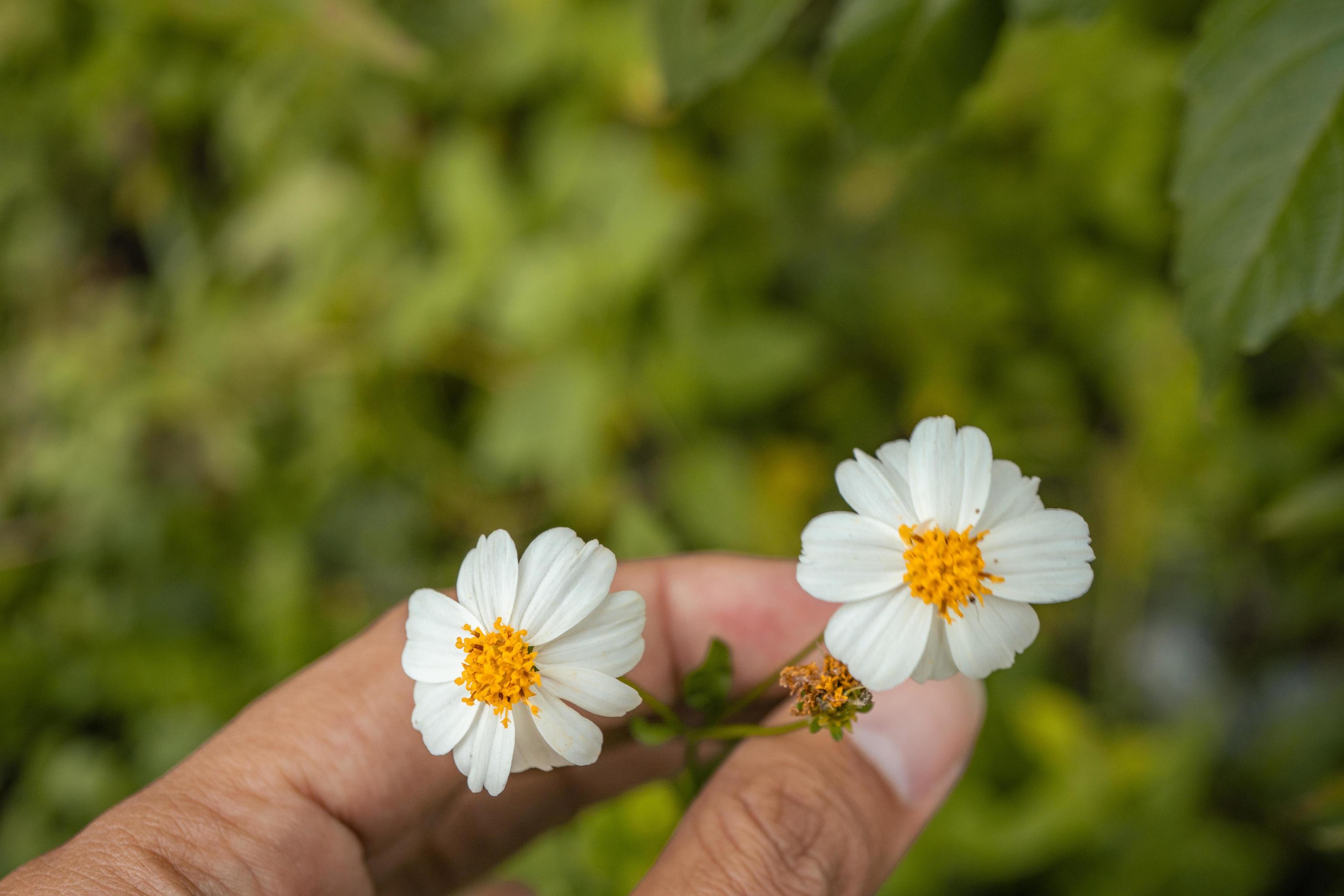 Macro photo of meadow flower white, pink yellow and violet color. The photo is suitable to use for nature flower background, poster and advertising. Stock Free