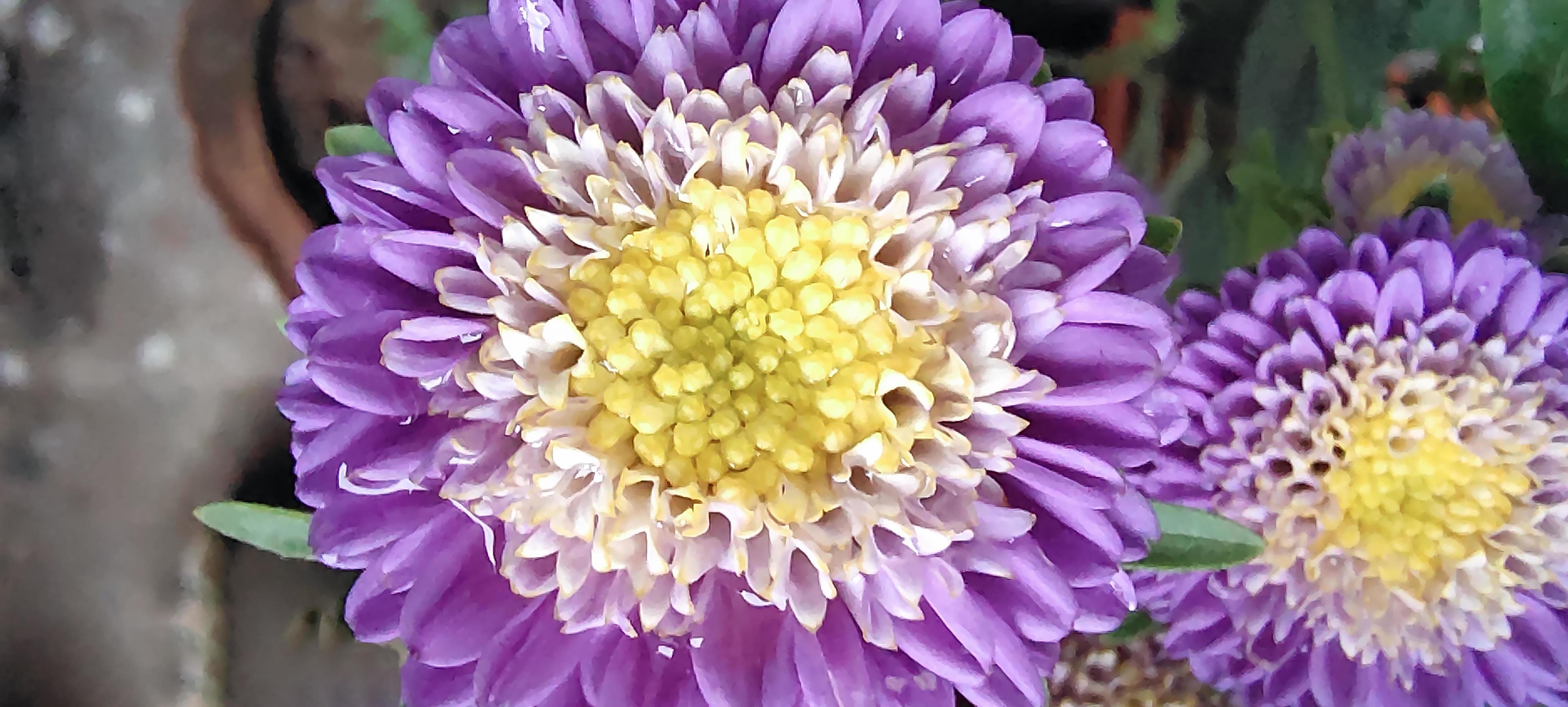 A purple and white flower with a yellow center, A vase of purple and yellow flowers in the garden with a yellow center. Stock Free