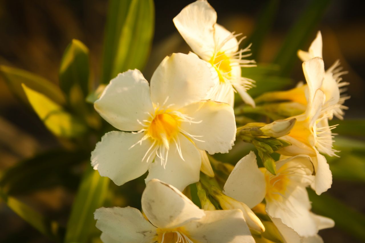 White Flower Stock Free