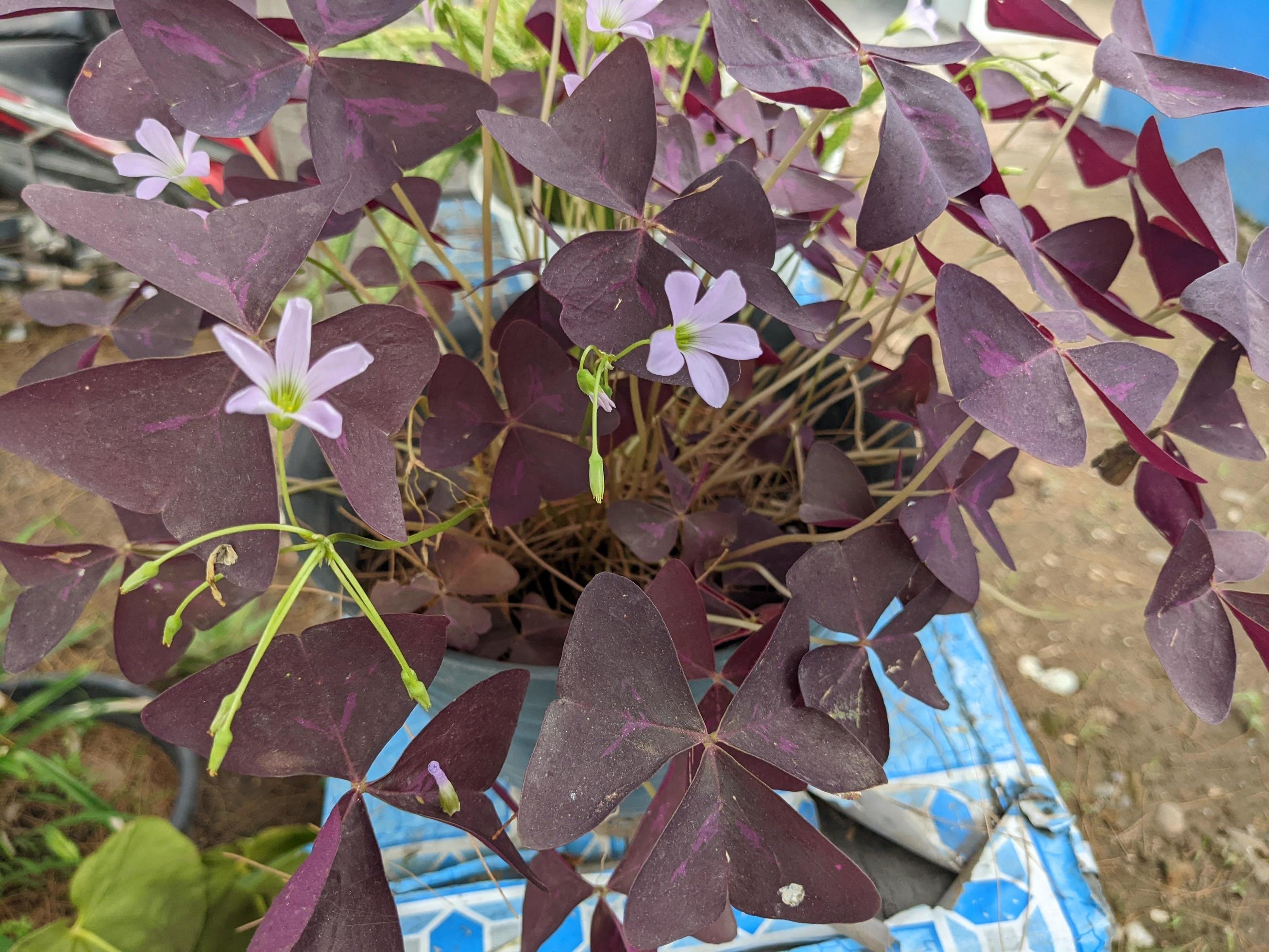 Close up photo of purple flower with violet leaf. The photo is suitable to use for decorative flower background and nature content media. Stock Free