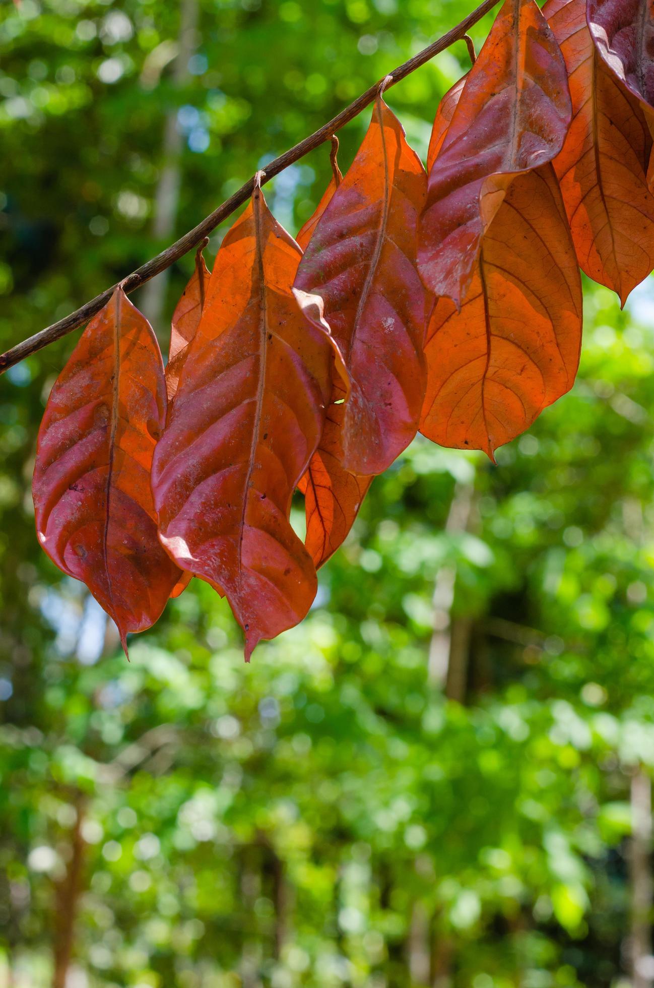 Brown Dried Leaves for Natural Background Stock Free