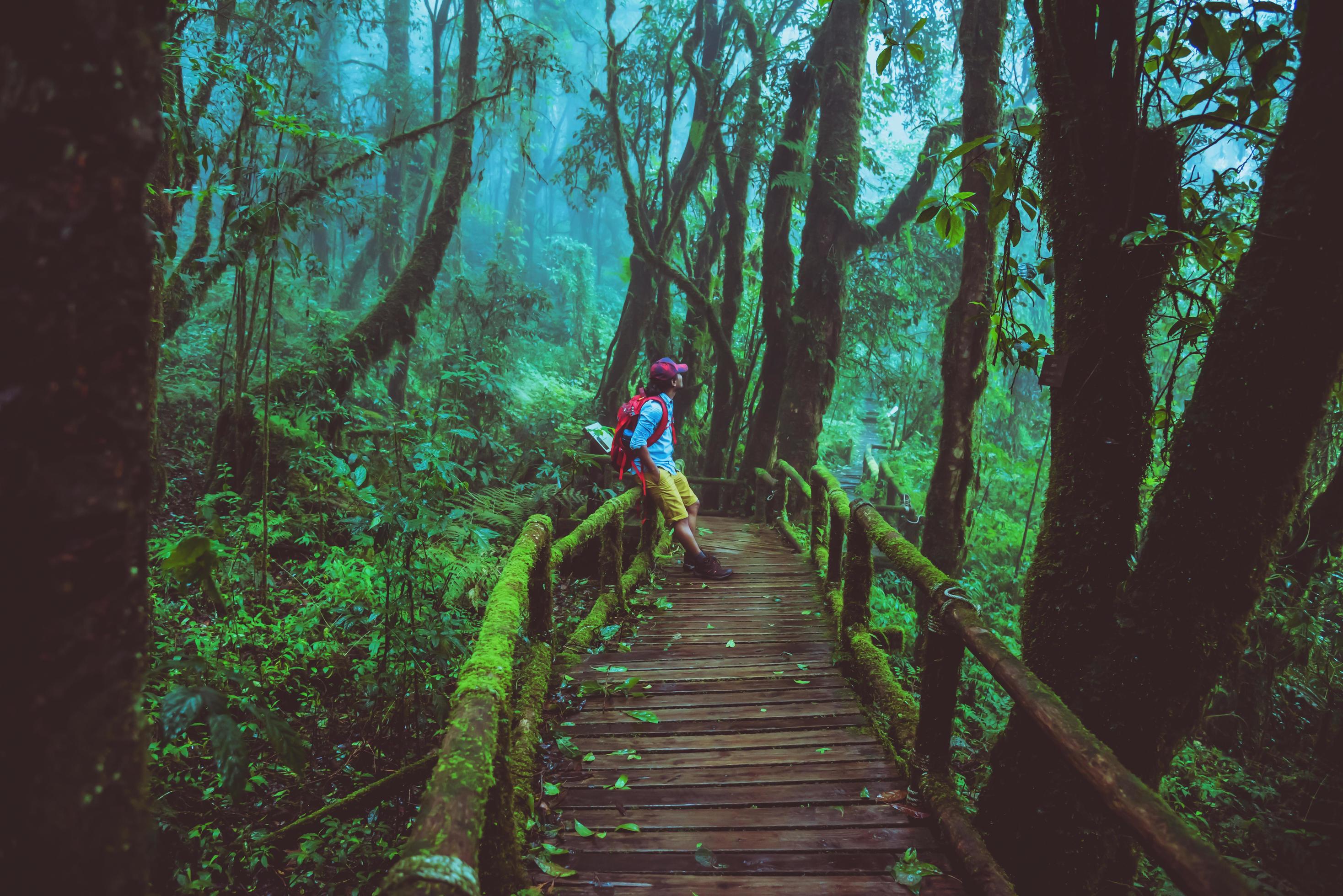 Asian man travel relax nature study in the Jungle at Chiangmai in Thailand. Stock Free