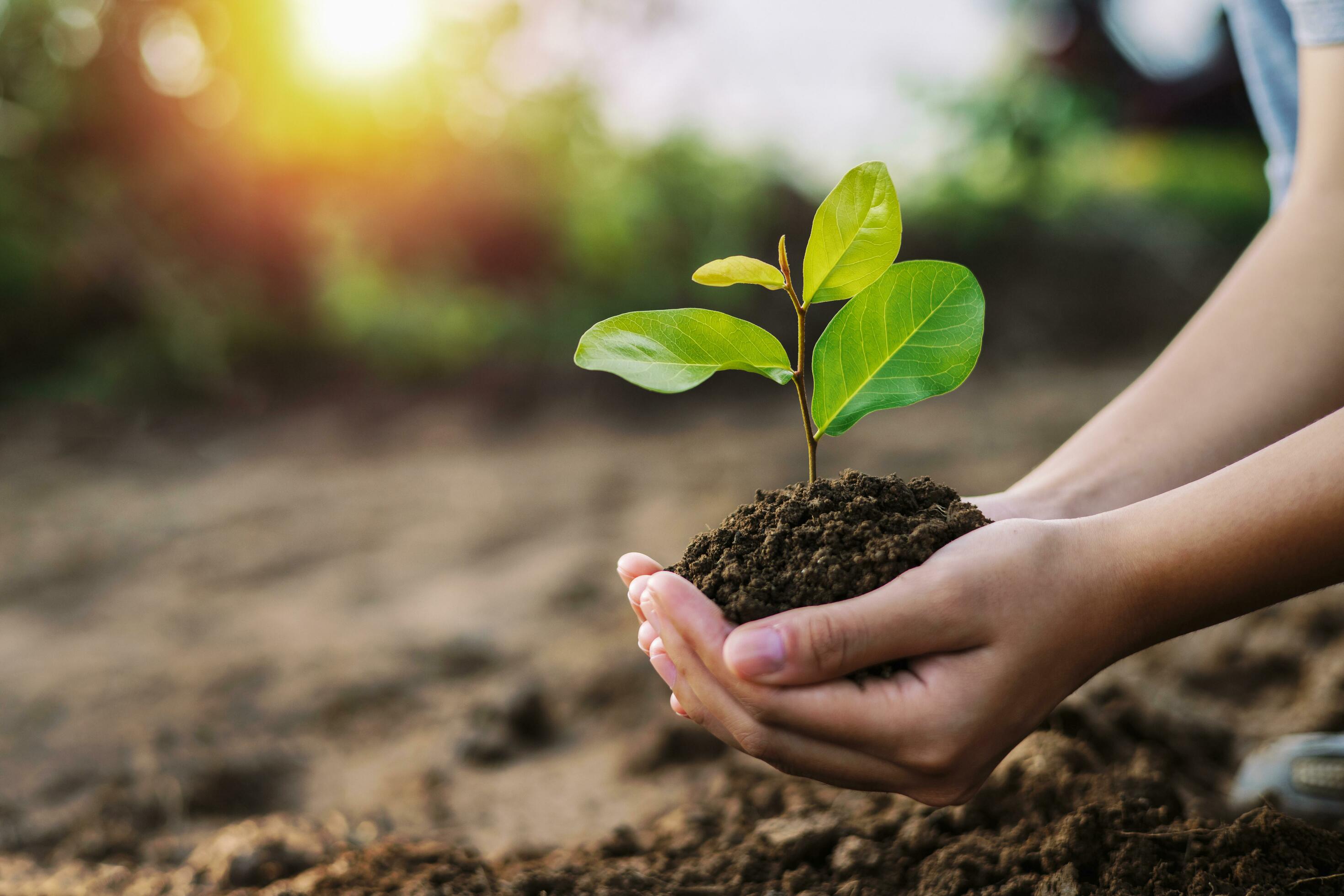 eco earth day concept. hand holdig big tree growing on green background Stock Free