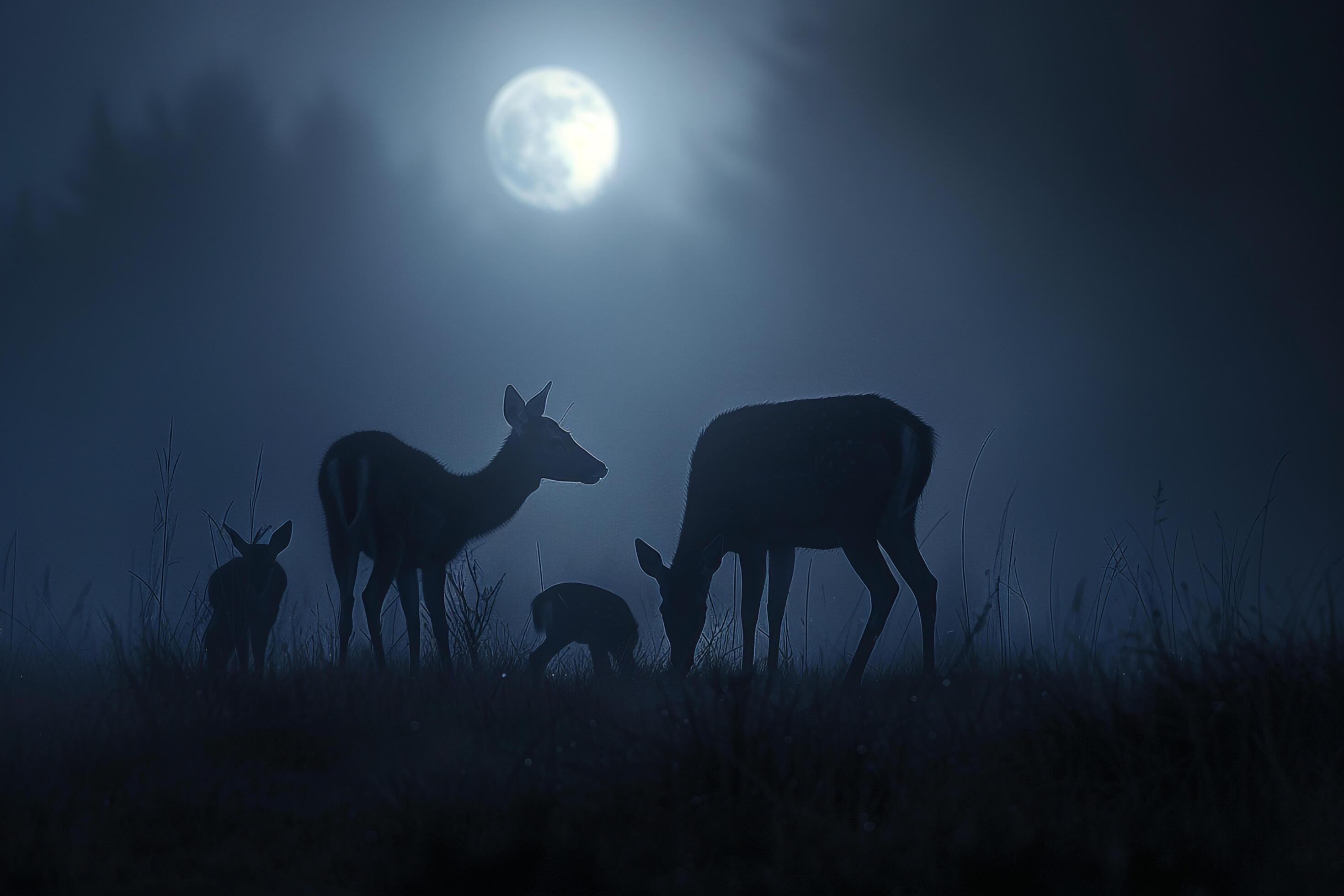 Moonlight Casting Silver Glow on Family of Deer Grazing in Meadow Background in Nature Stock Free