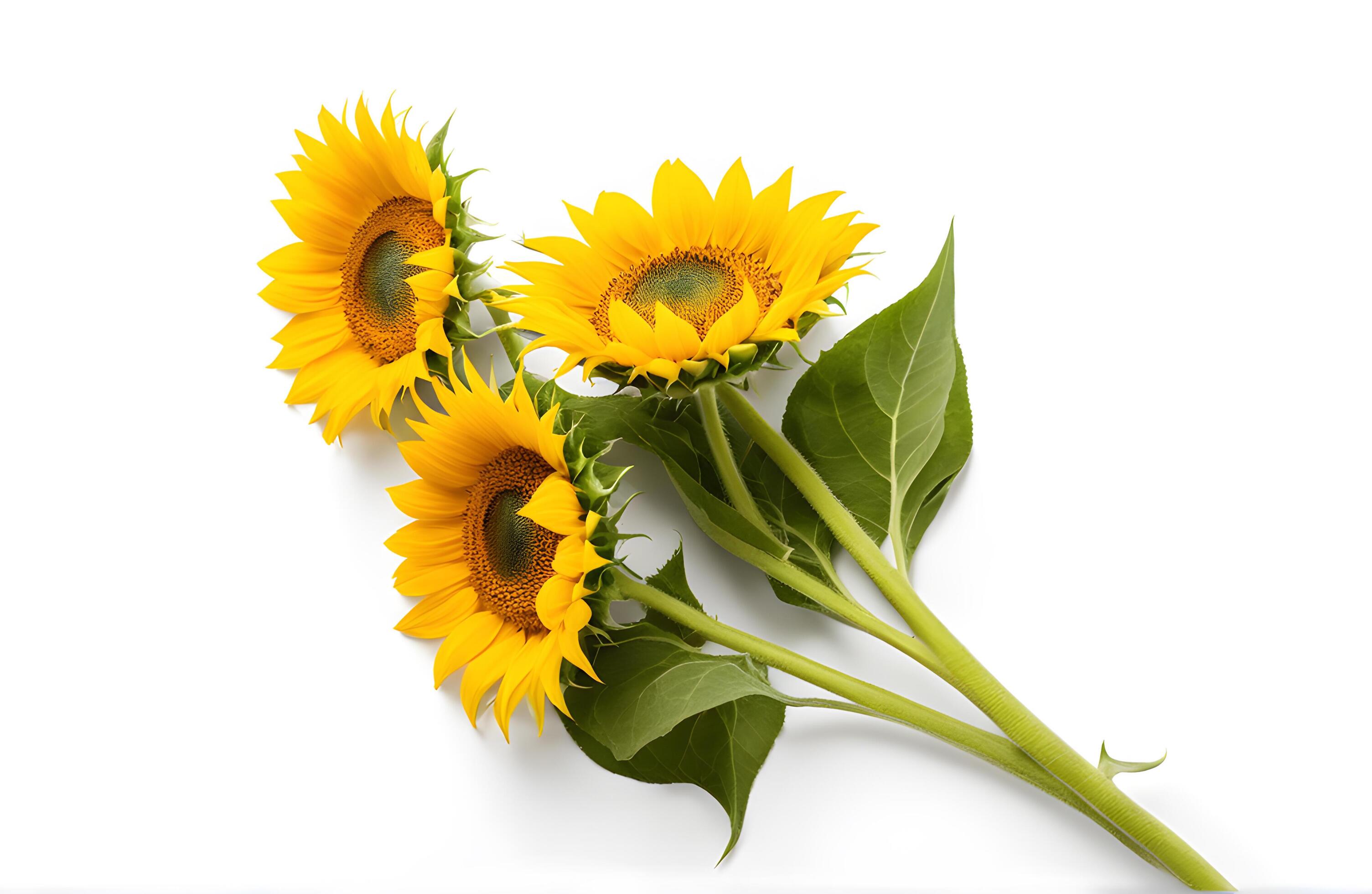 Top view of fresh sunflowers isolated on white background. Seeds and oil. Flat lay flowers object on center composition, Clipping path Stock Free