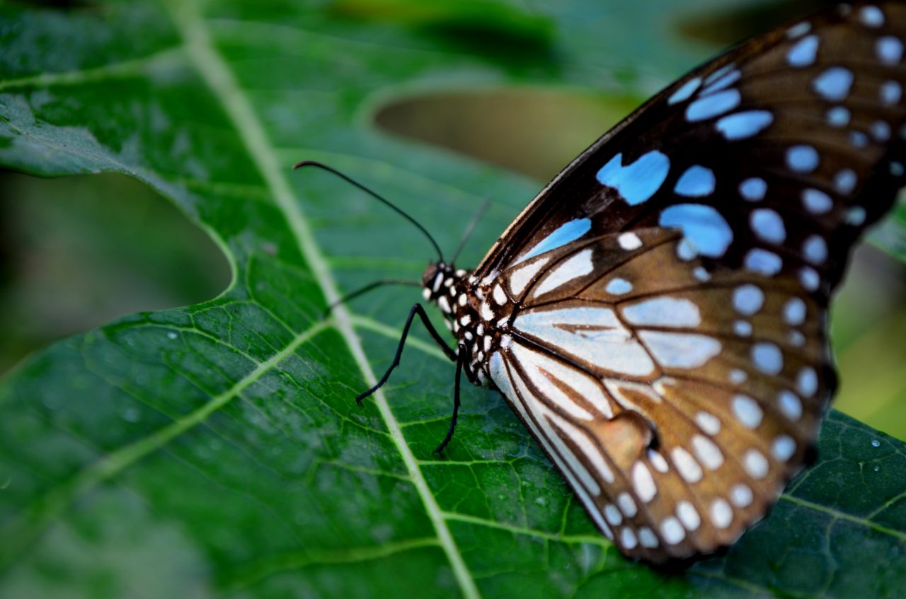 Beautiful Blue Tiger Butterfly Stock Free