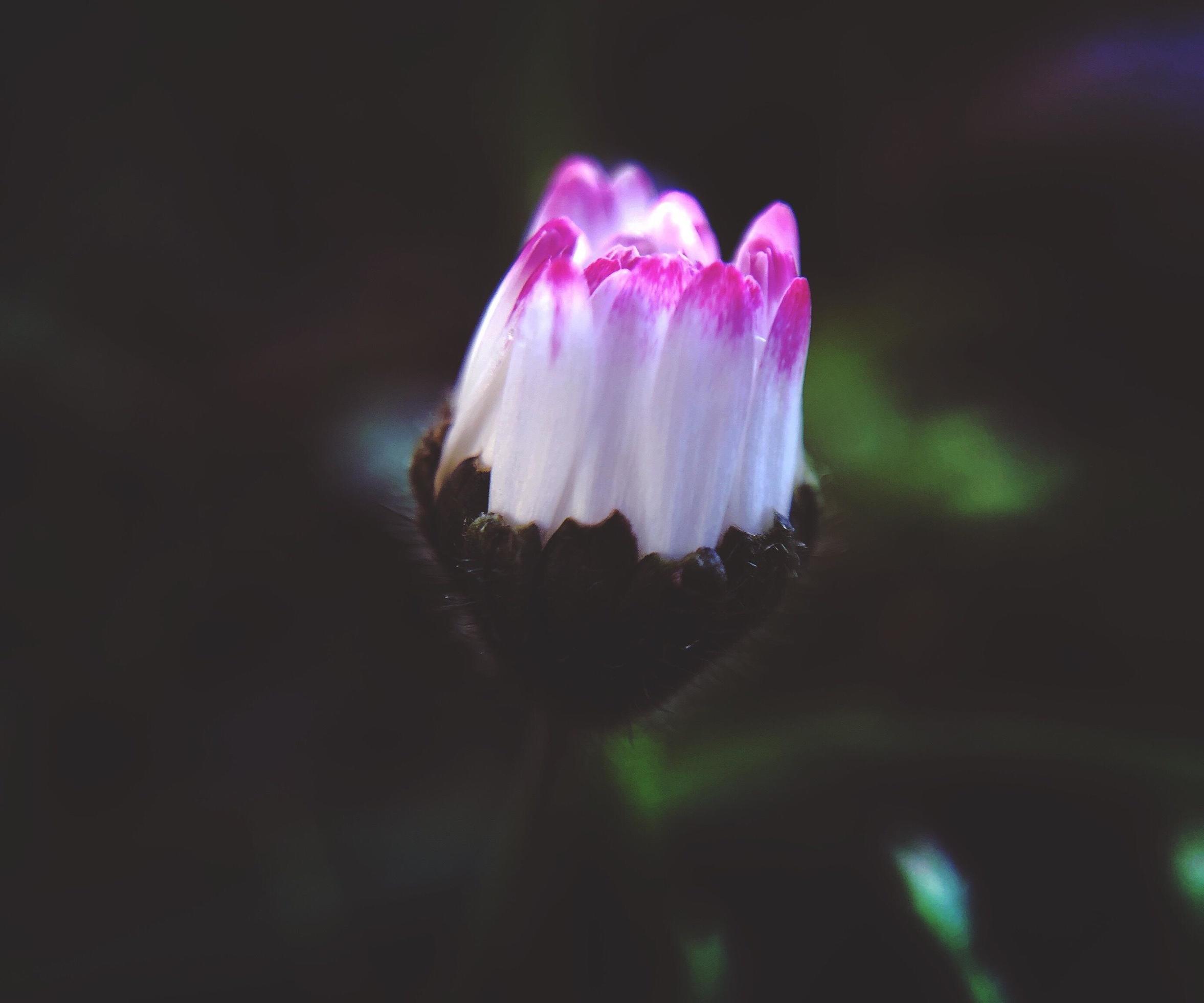 White and pink petaled flower before blossom Stock Free