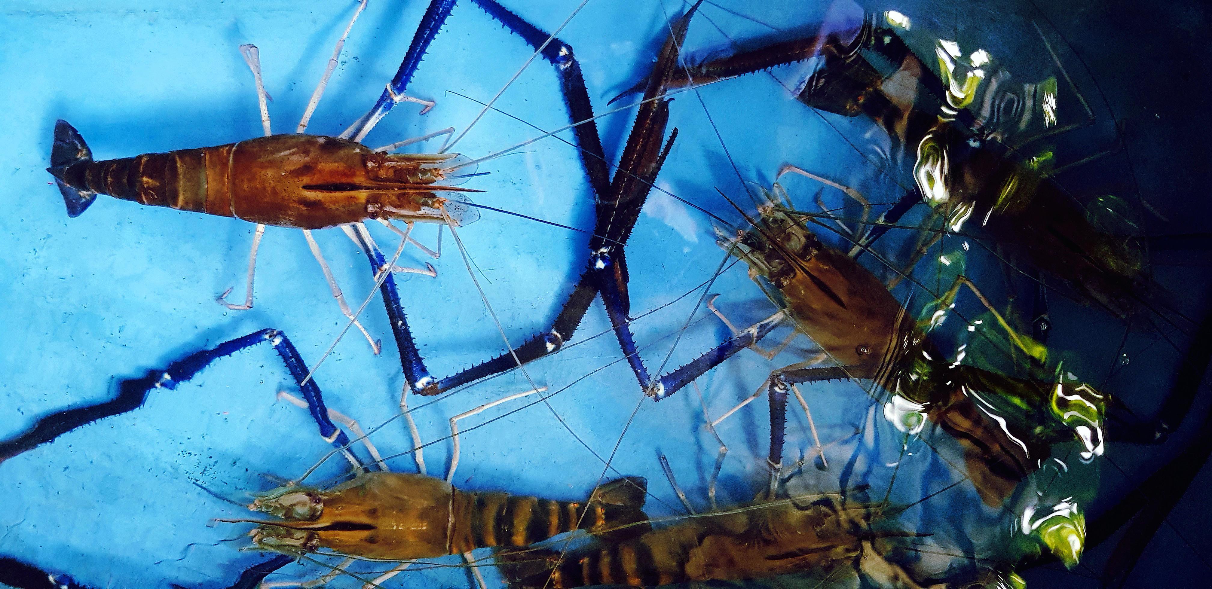 Top view of head of shrimp or river prawns on blue water tank at street food market. Close up fresh Seafood and Animal concept. Stock Free