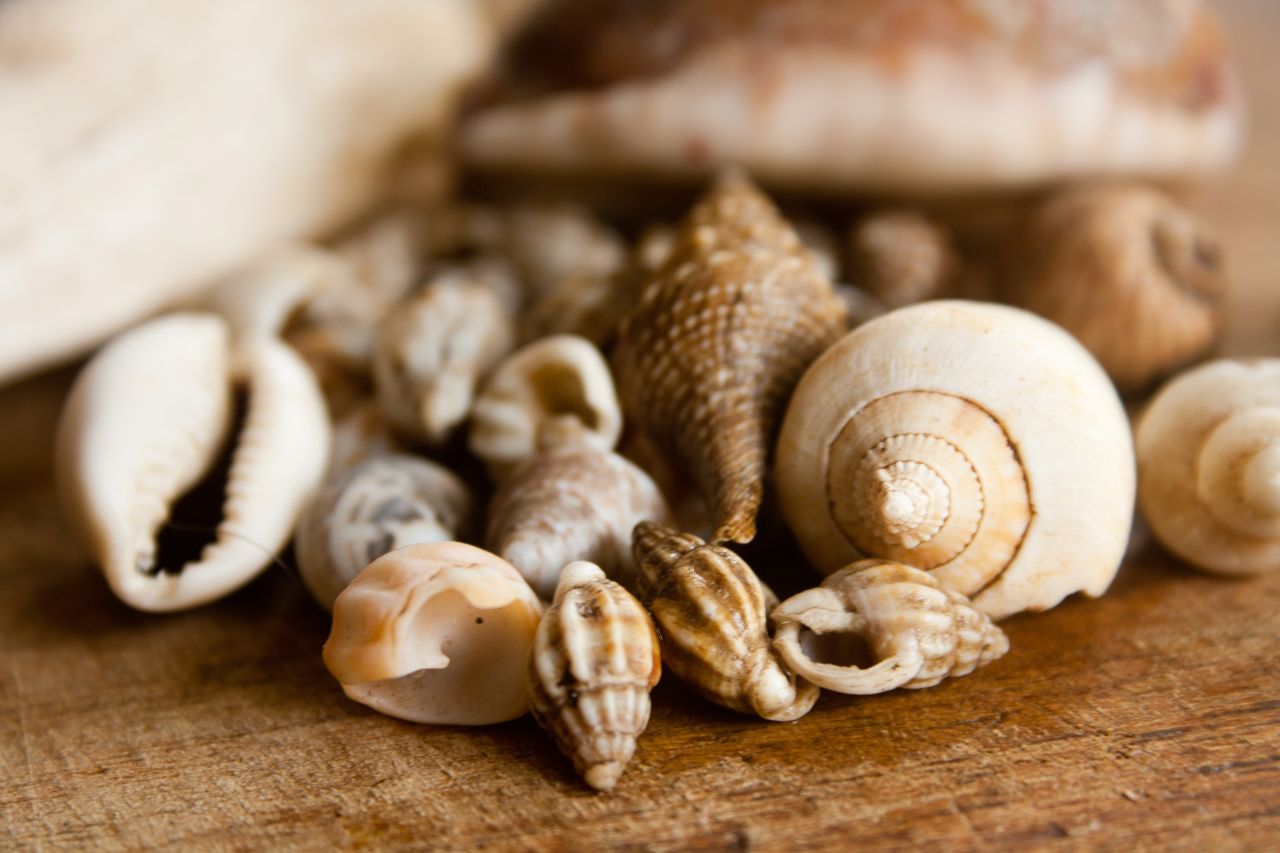 Sea Shells Variety Stock Free