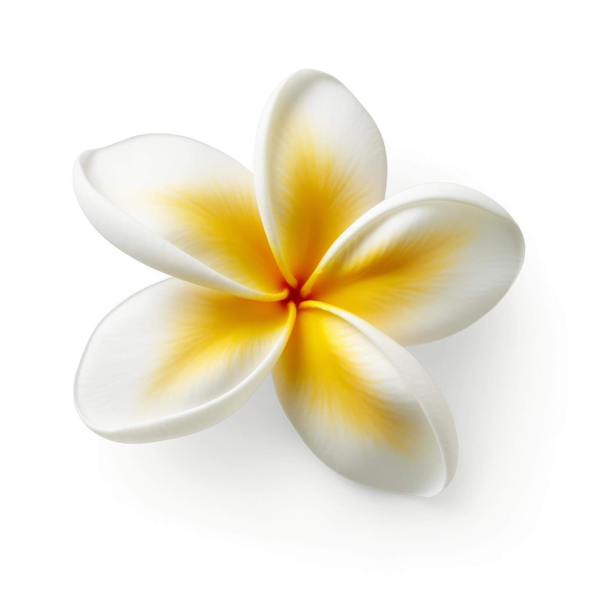 Plumeria flower isolated. Illustration Stock Free