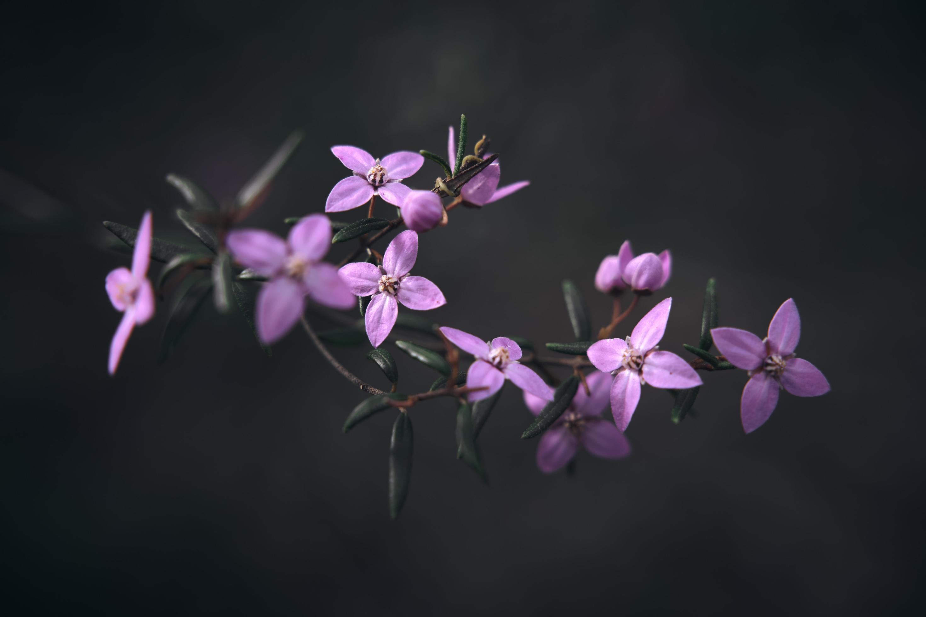 Macro photography of flowers Stock Free