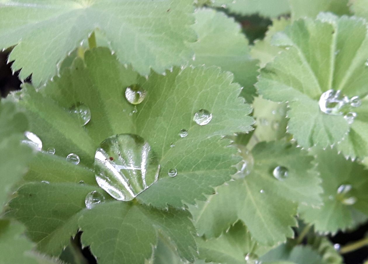 Water drops on ladys mantle Stock Free