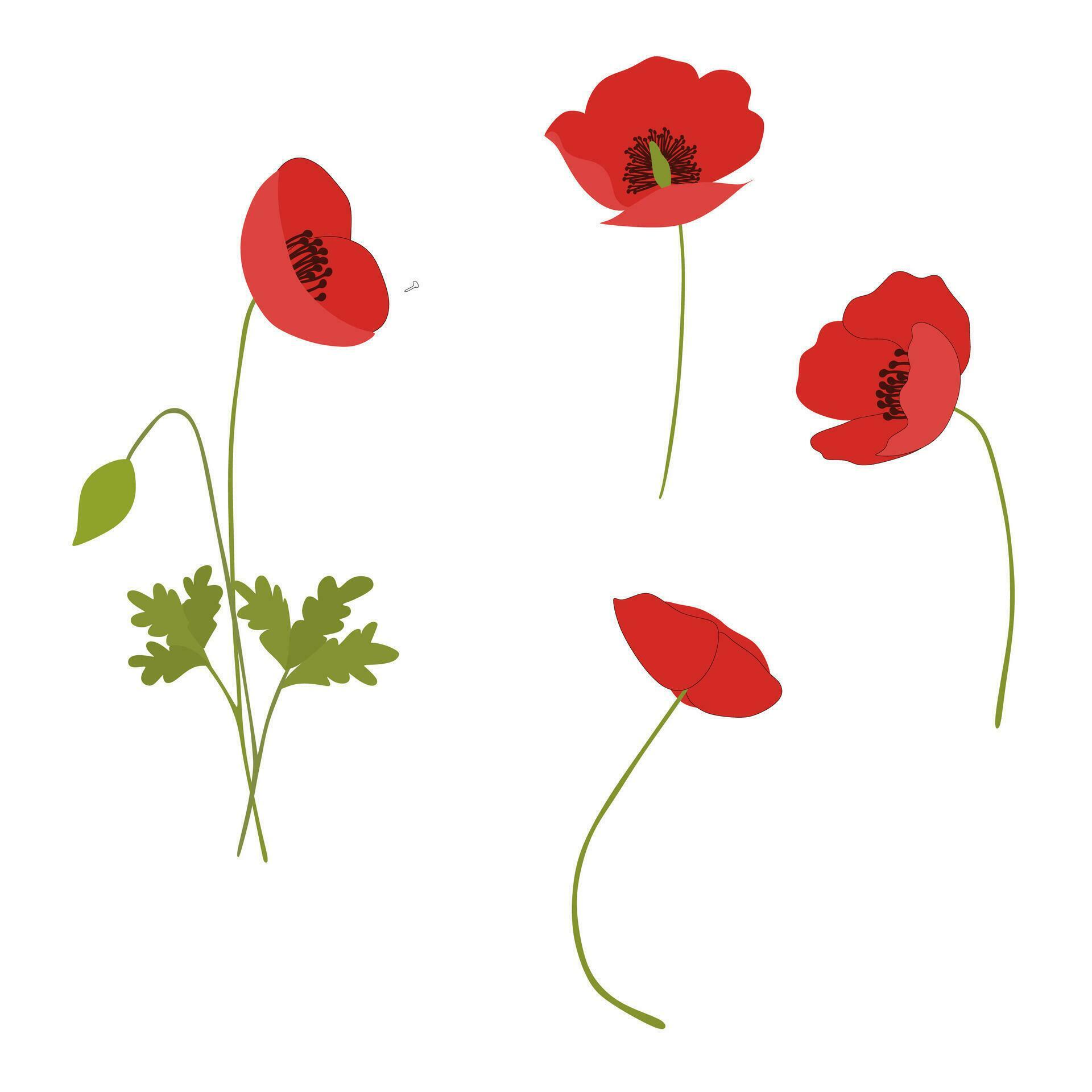 poppy flowers Clipart Collection Set Stock Free