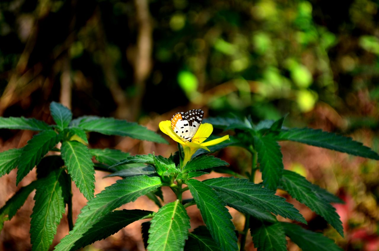 Red Pierrot Butterfly Flower Stock Free