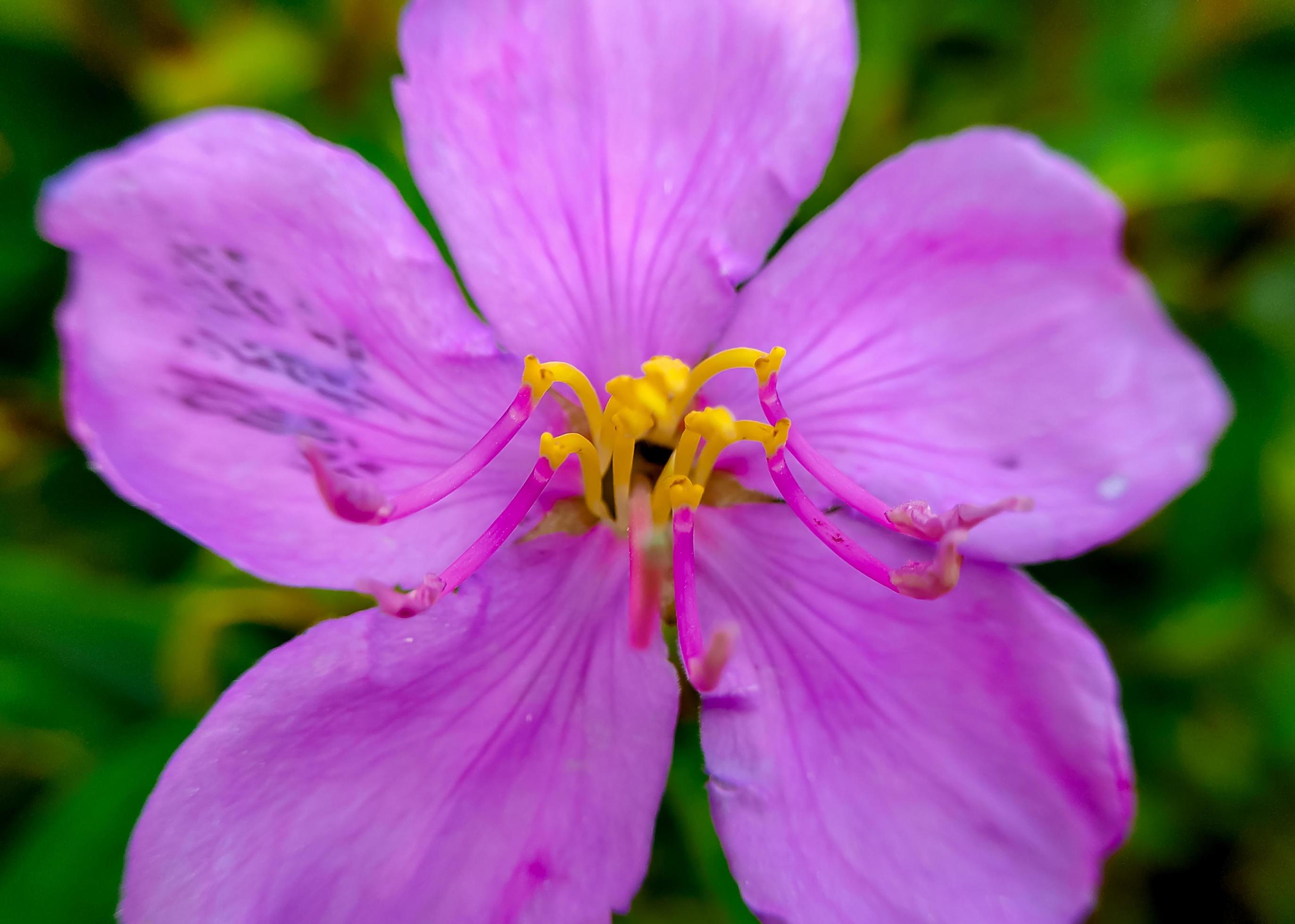 Senduduk or known scientifically as Melastoma malabathricum, beautiful purple flower, flower wallpaper Stock Free