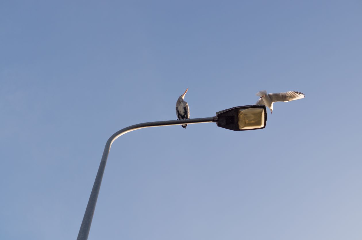 Heron on a lamppost Stock Free