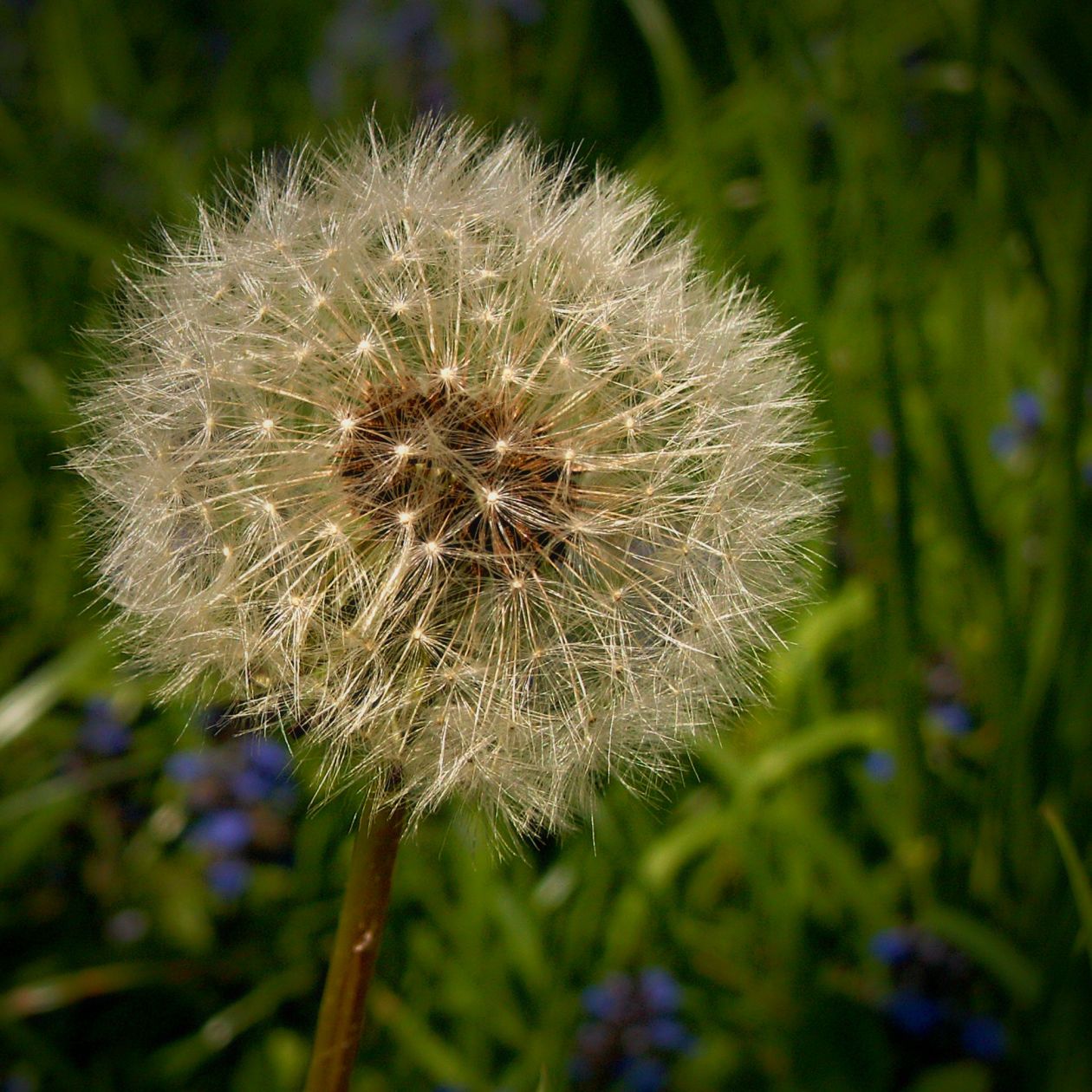 Dandelion Stock Free