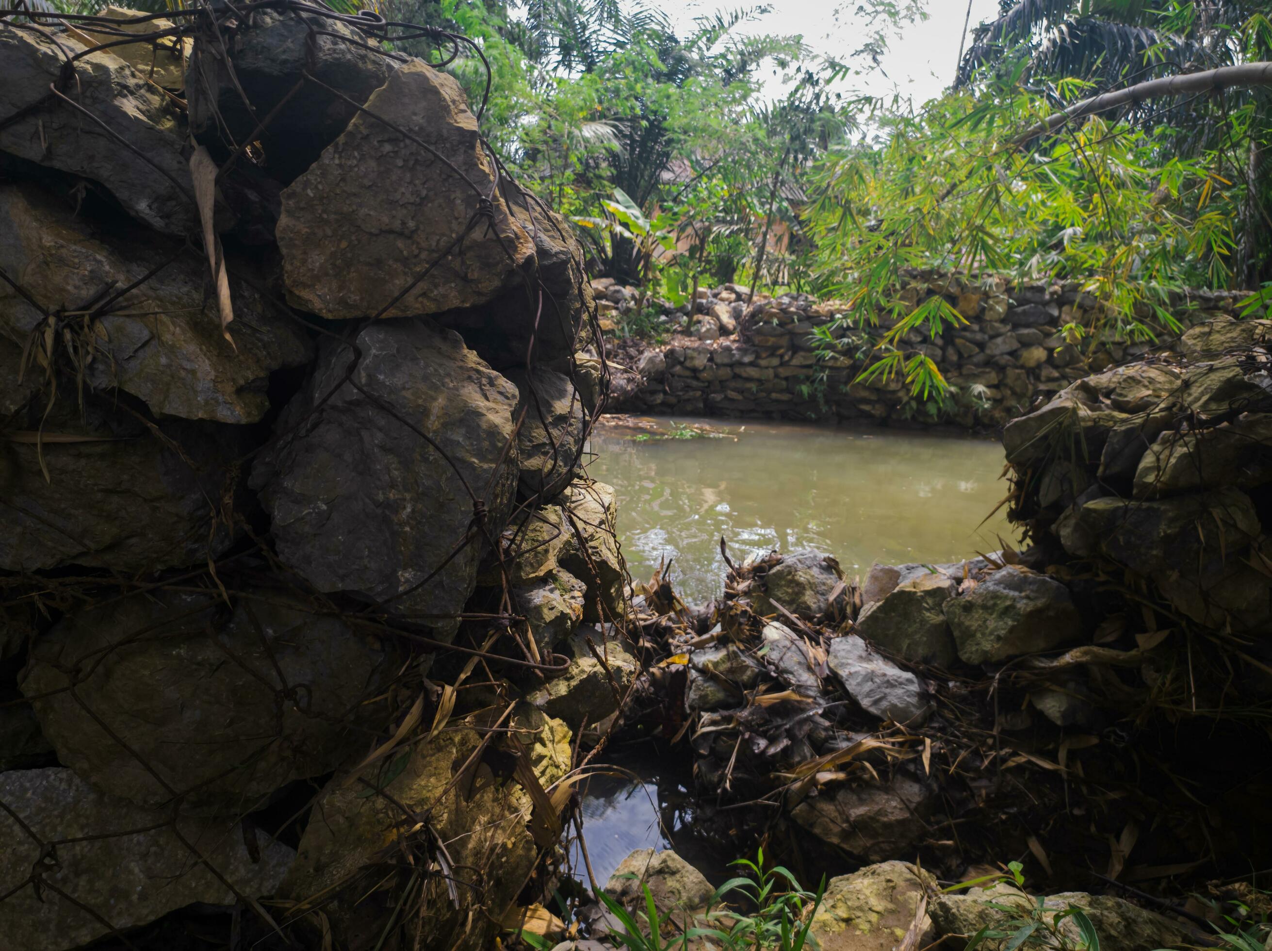 A lush rainforest, full of trees and rocks, winding rivers and streams providing a tranquil backdrop. Nature at its most beautiful Stock Free