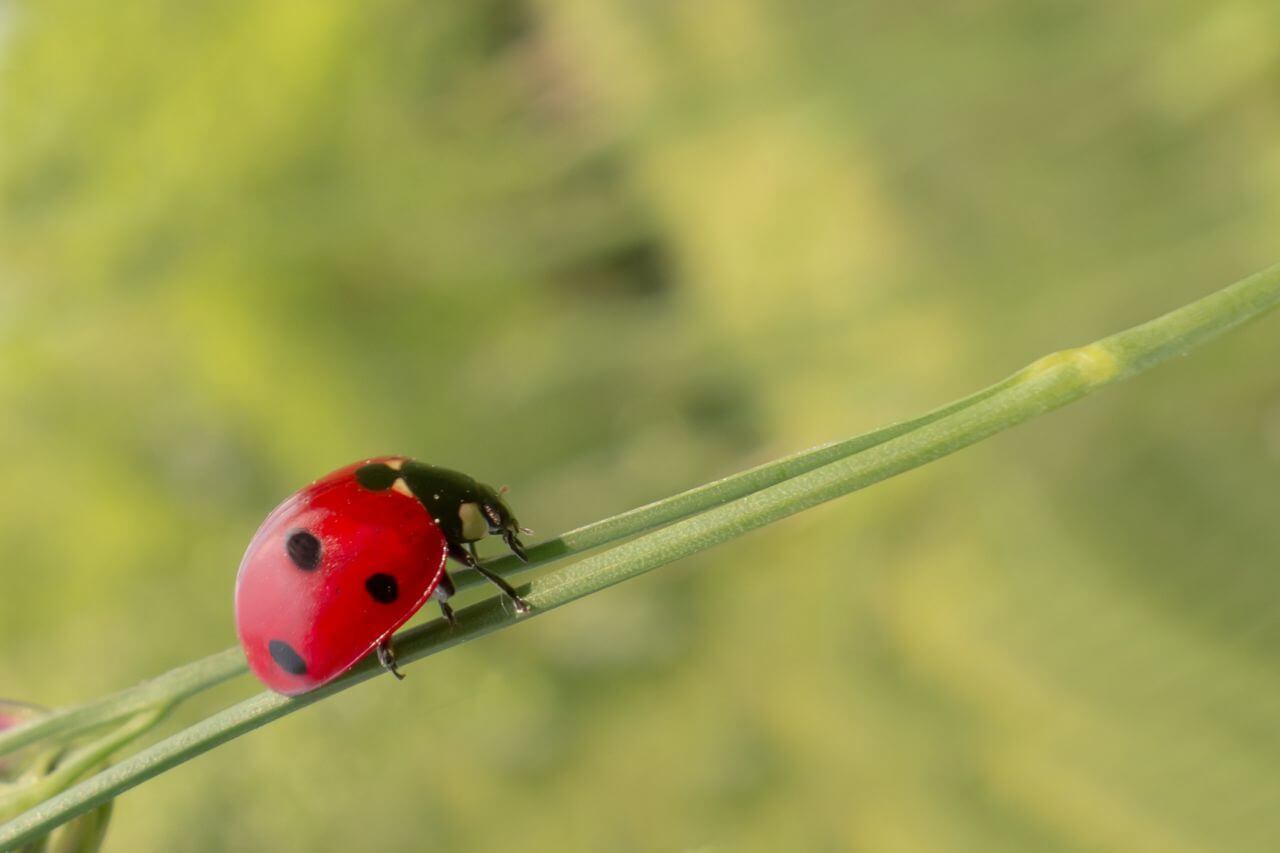 Beetle Stock Free