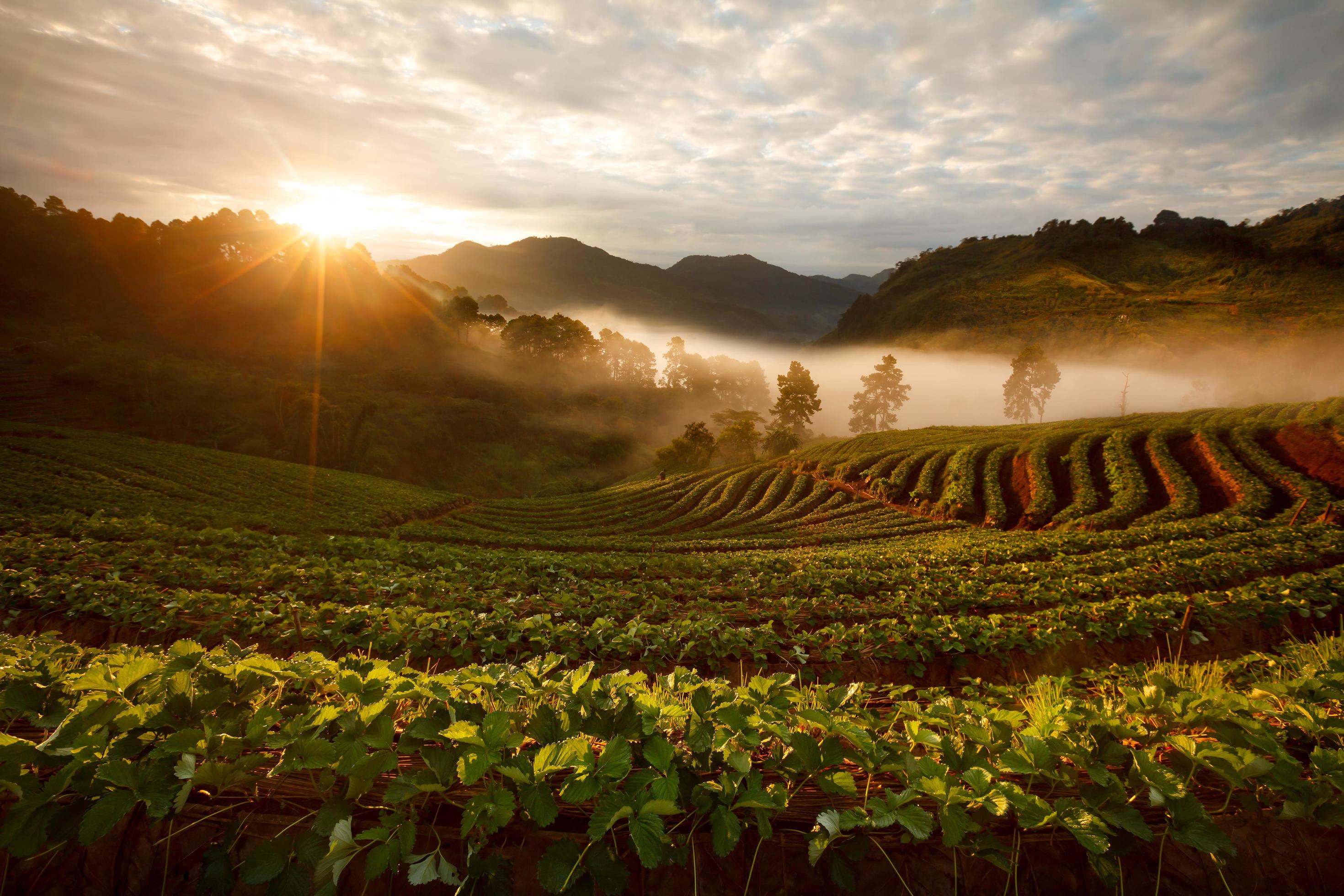 Misty morning sunrise in strawberry garden at Doi Ang-khang mountain, chiangmai thailand Stock Free