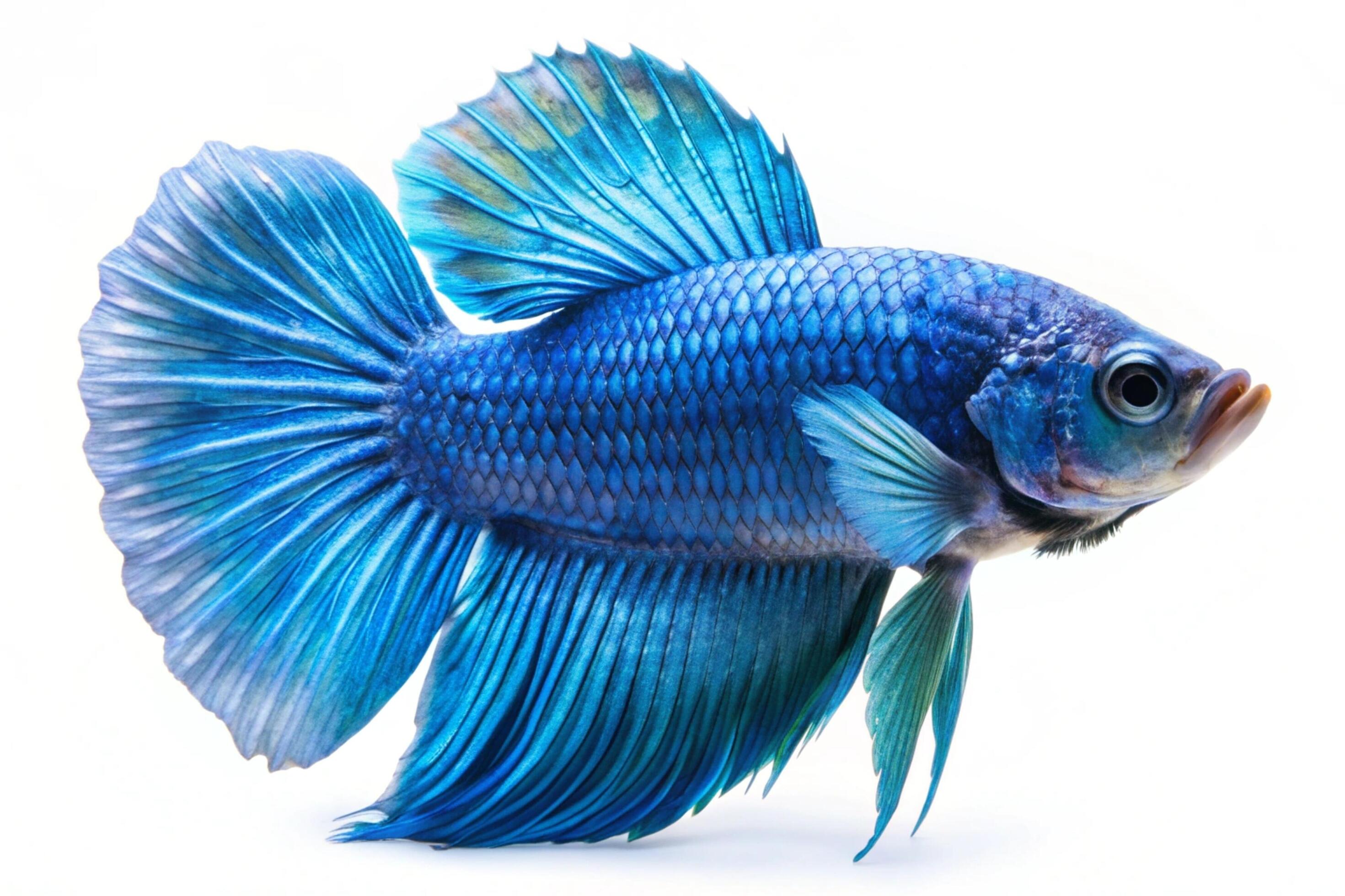 Blue ornamental fish isolated on white background Stock Free